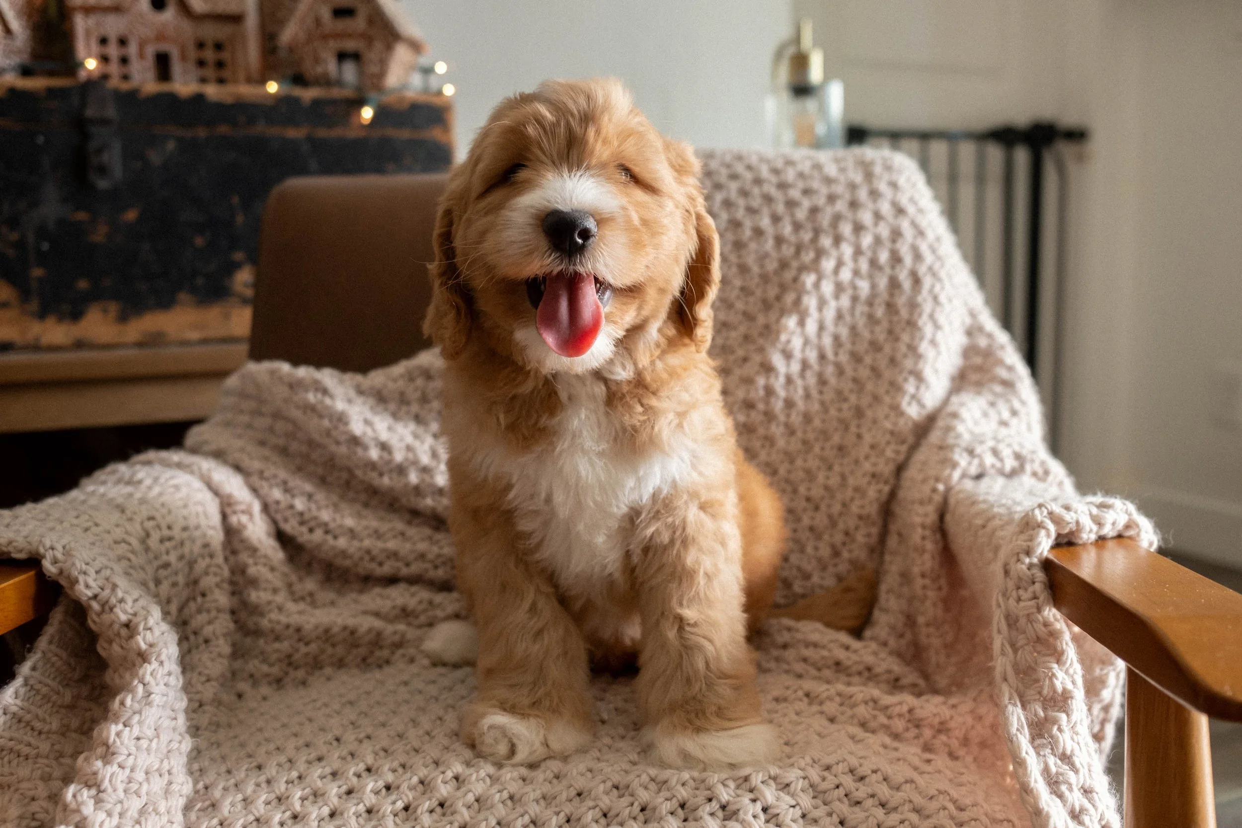 daisy mountain doodles goldendoodles ahsoka brody-102.jpg