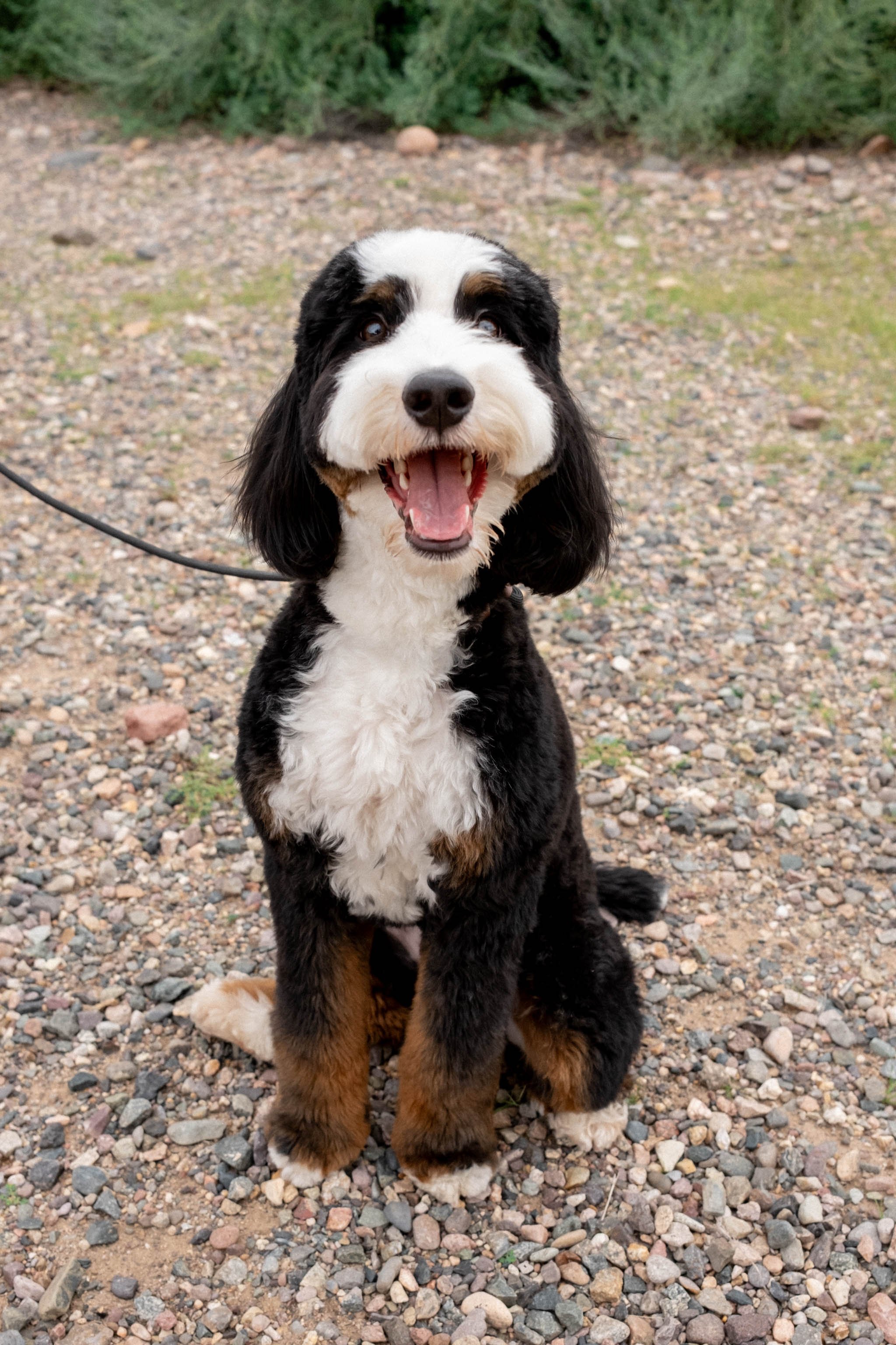 Daisy Mountain Sonoran Standard Bernedoodle Stud Rhy-53.jpg