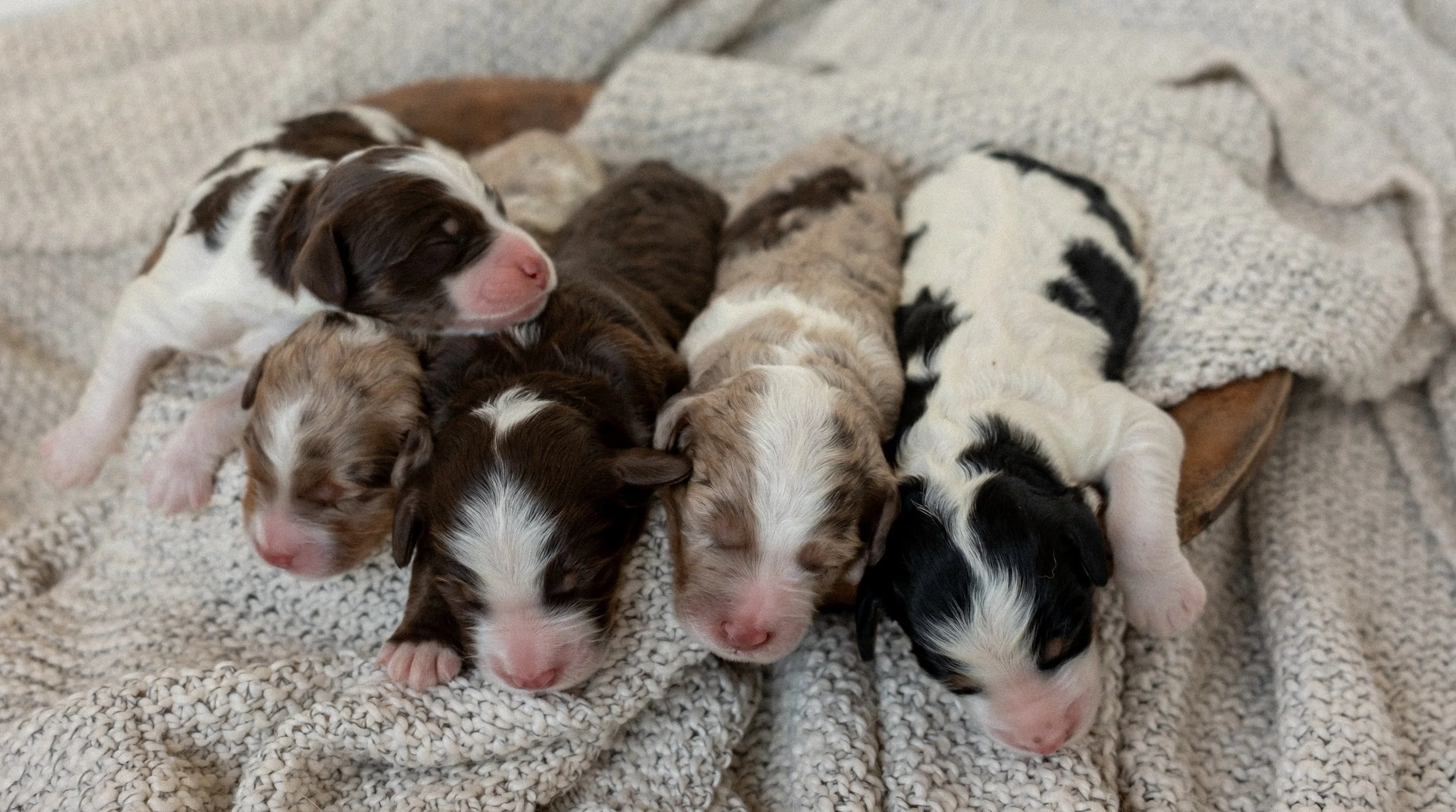 Daisy Mountain Doodles bernedoodle puppy arizona breeder birdie huxley-7.jpg