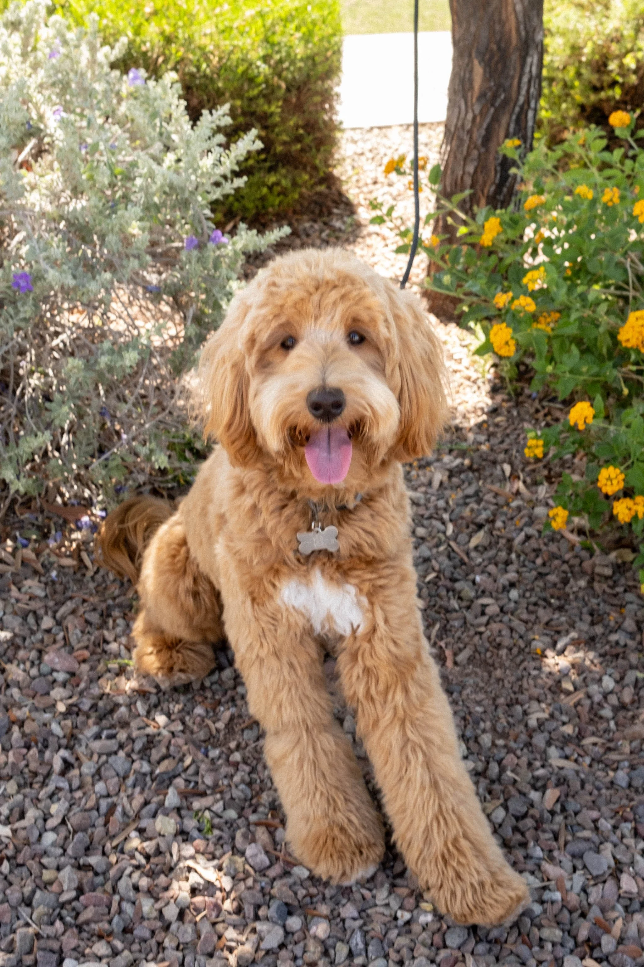 Daisy Mountain Doodles Red goldendoodle bunsen-59.jpg