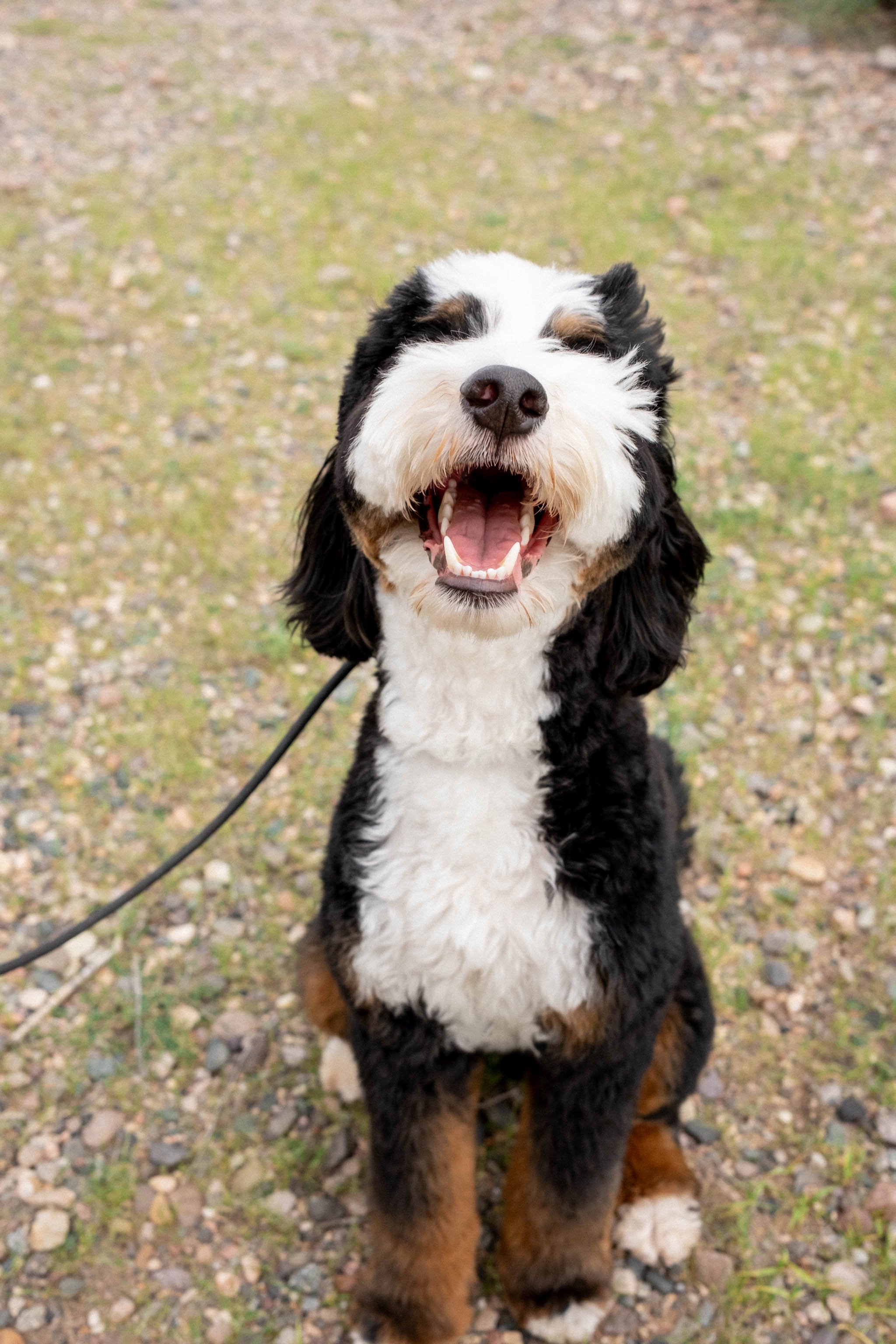 Daisy Mountain Sonoran Standard Bernedoodle Stud Rhy-38.jpg