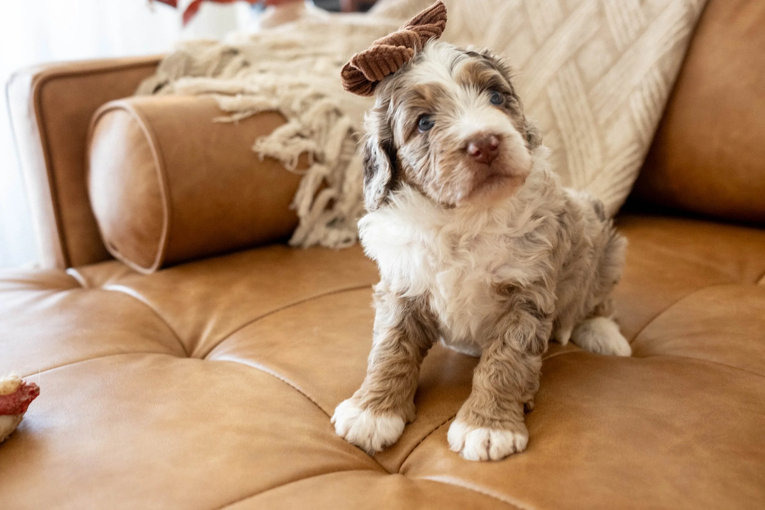 Daisy Mountain Doodles bernedoodle puppy arizona breeder birdie huxley-45.jpg