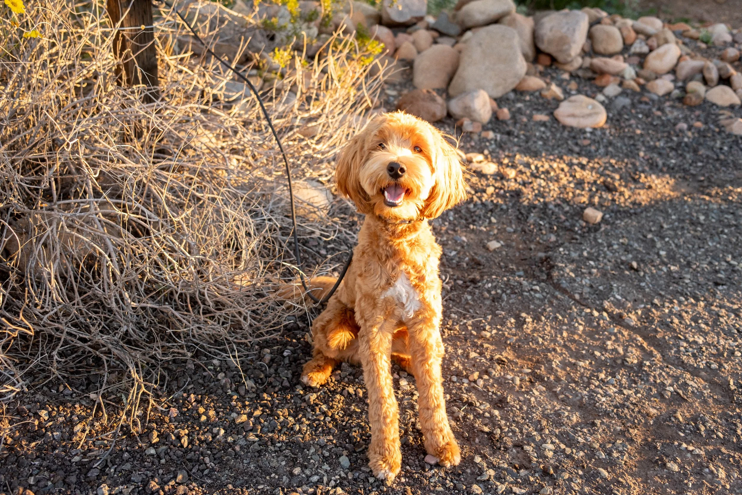 Daisy Mountain Doodles Red goldendoodle bunsen-2.jpg