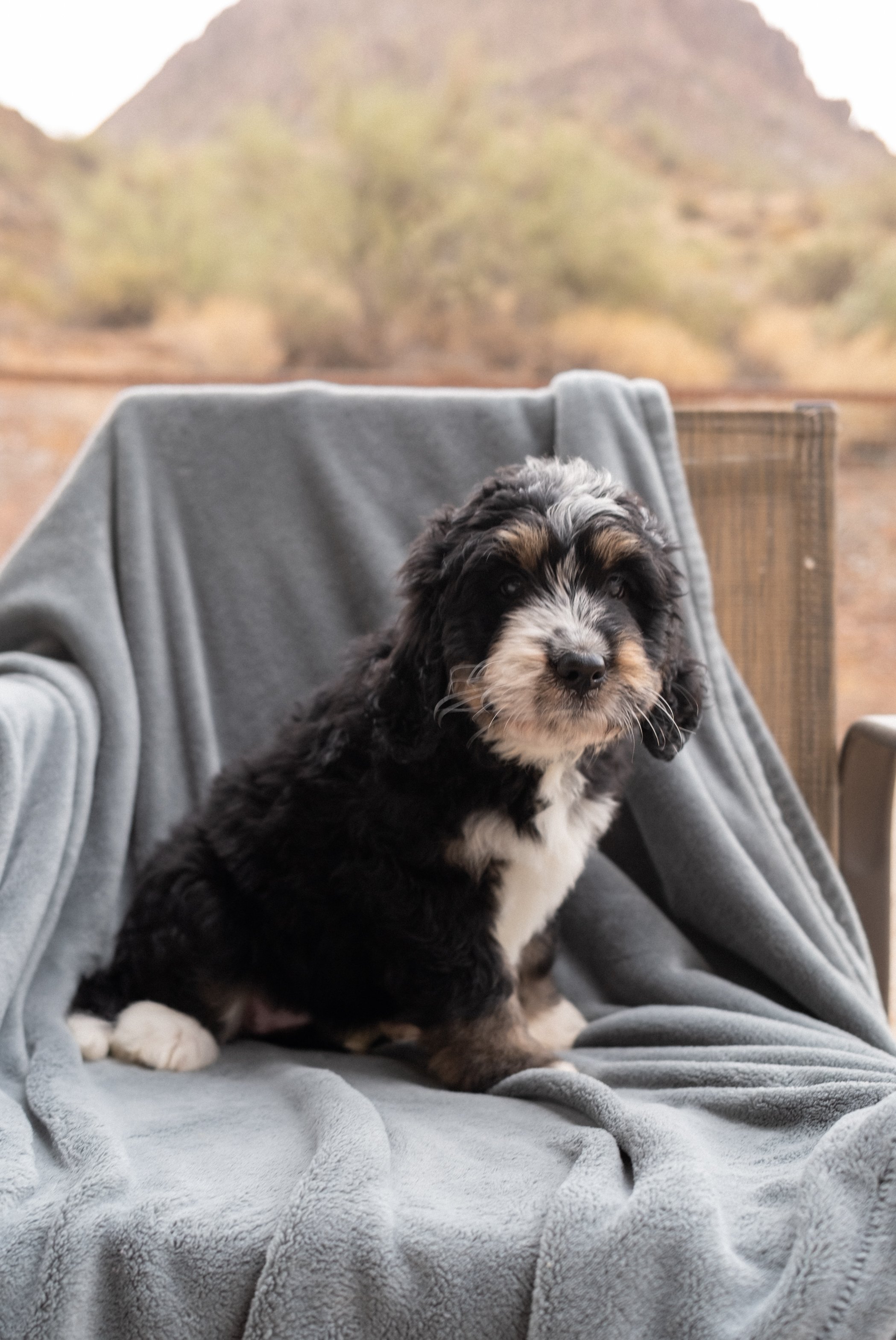 Sonoran Standard Golden Mountain Doodles-29.jpg