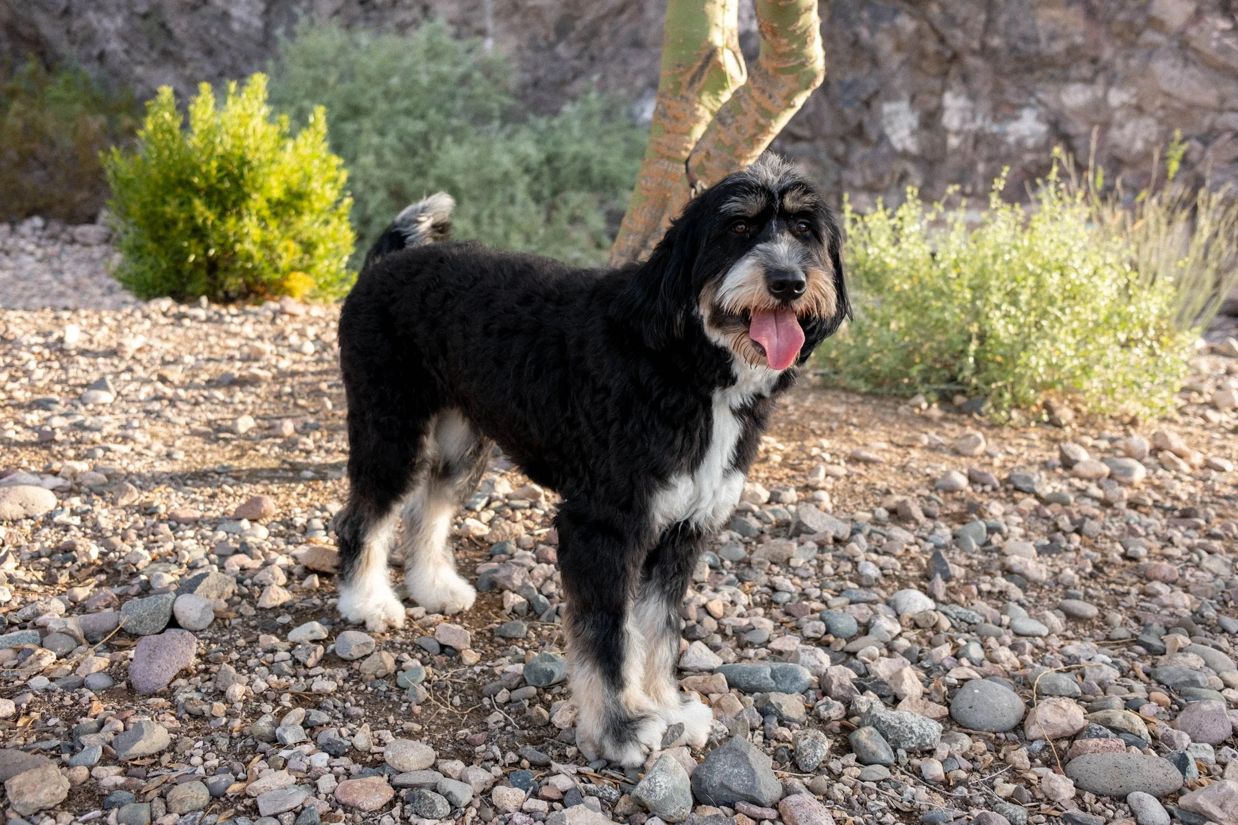 Daisy Mountain Sonoran Standard Doodles Astrid-45.jpg