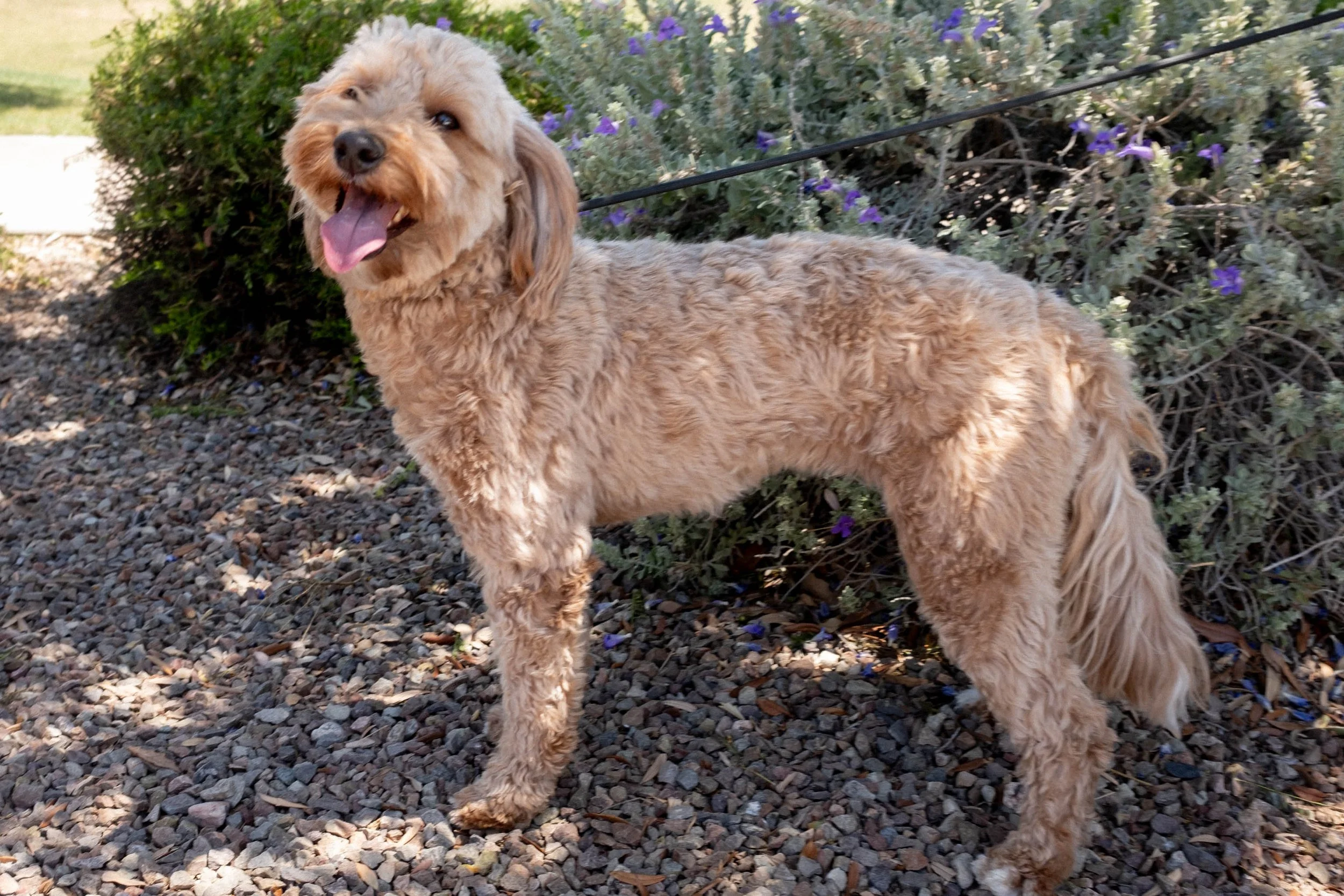 Daisy Mountain Doodles Red Mini Goldendoodle Brinley-5.jpg