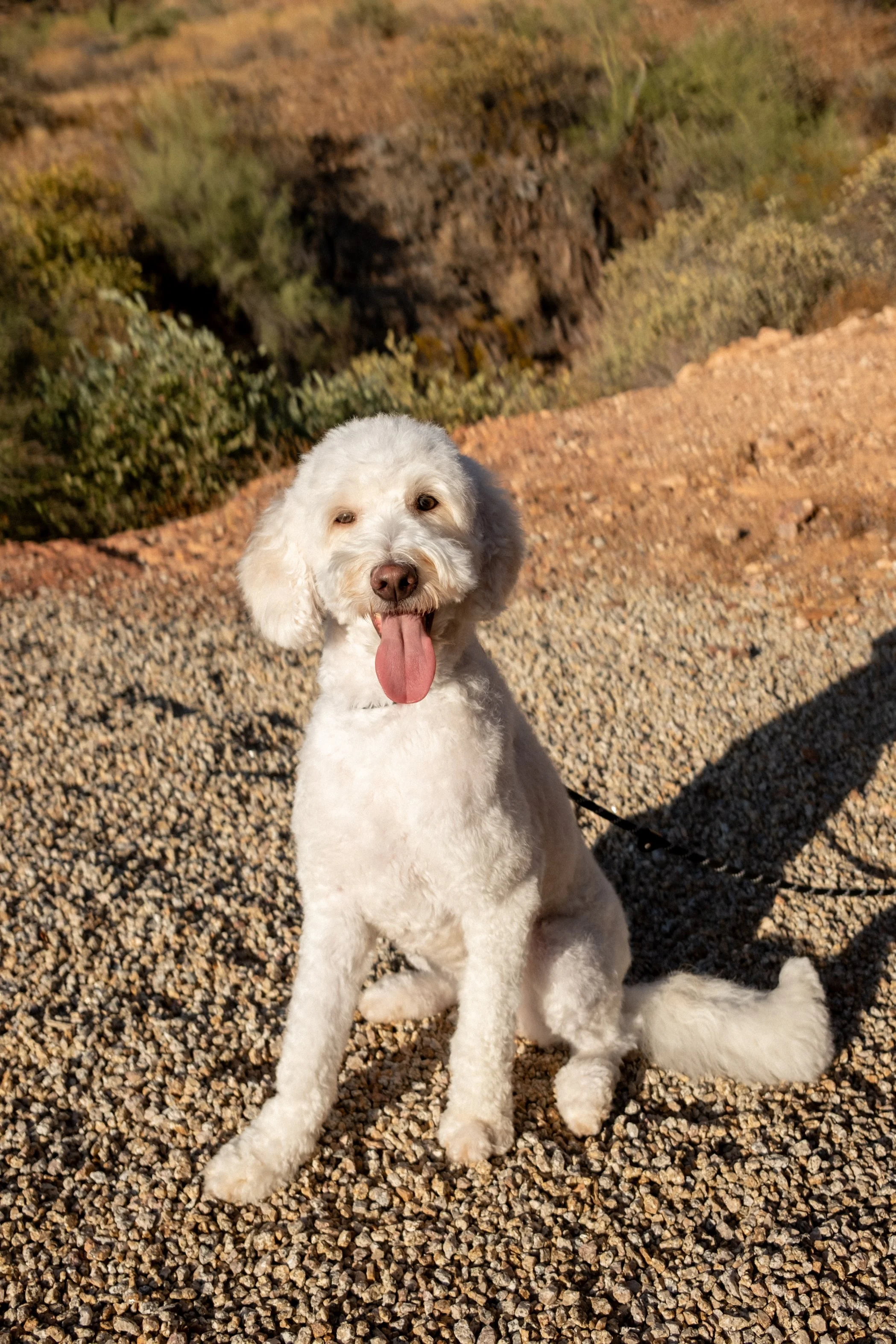 Sonoran Standard Daisy Mountain Doodles Ahsoka-14.jpg