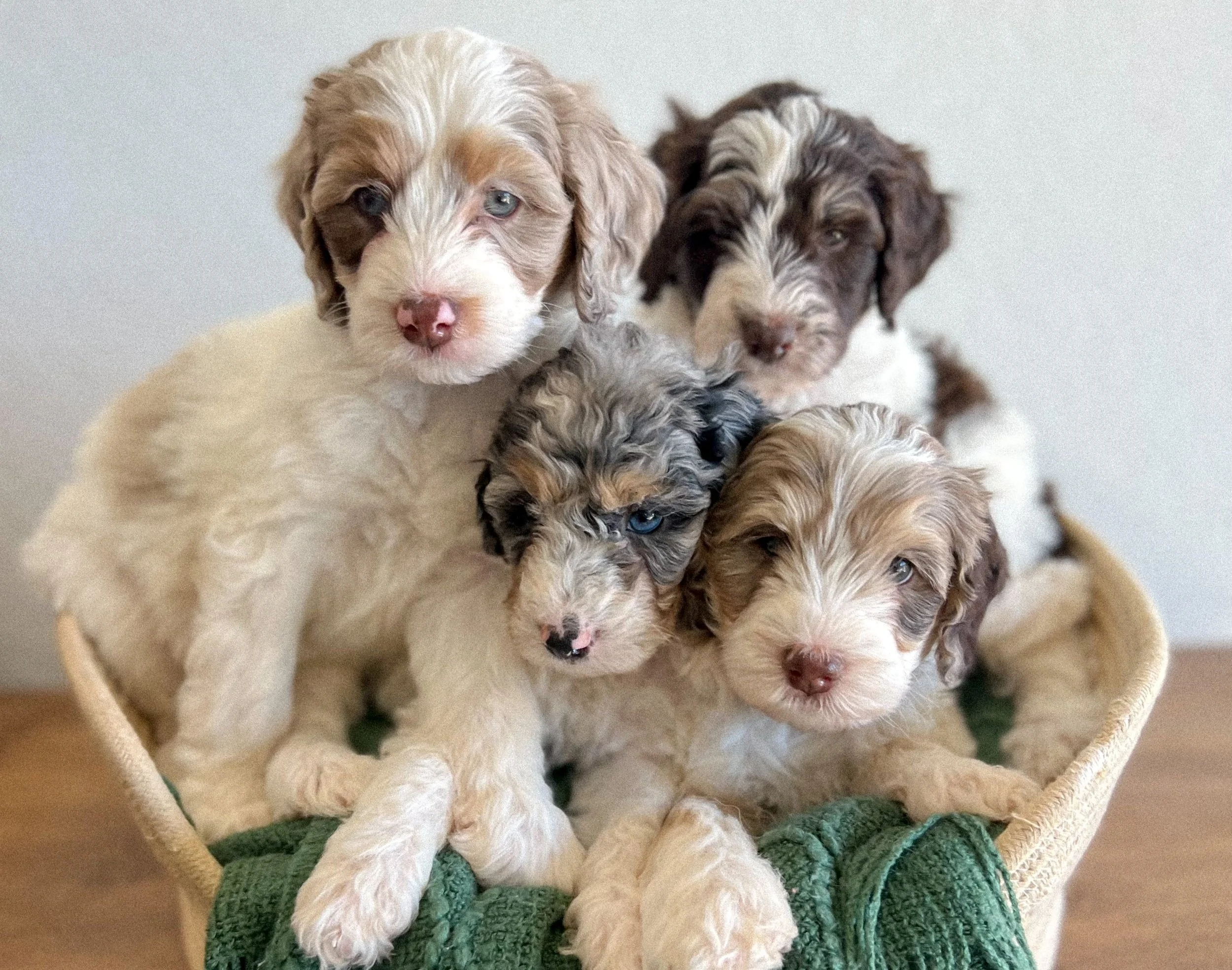 Goldendoodle, Bernedoodle & Poodle for Sale in AZ Daisy Mountain Doodles