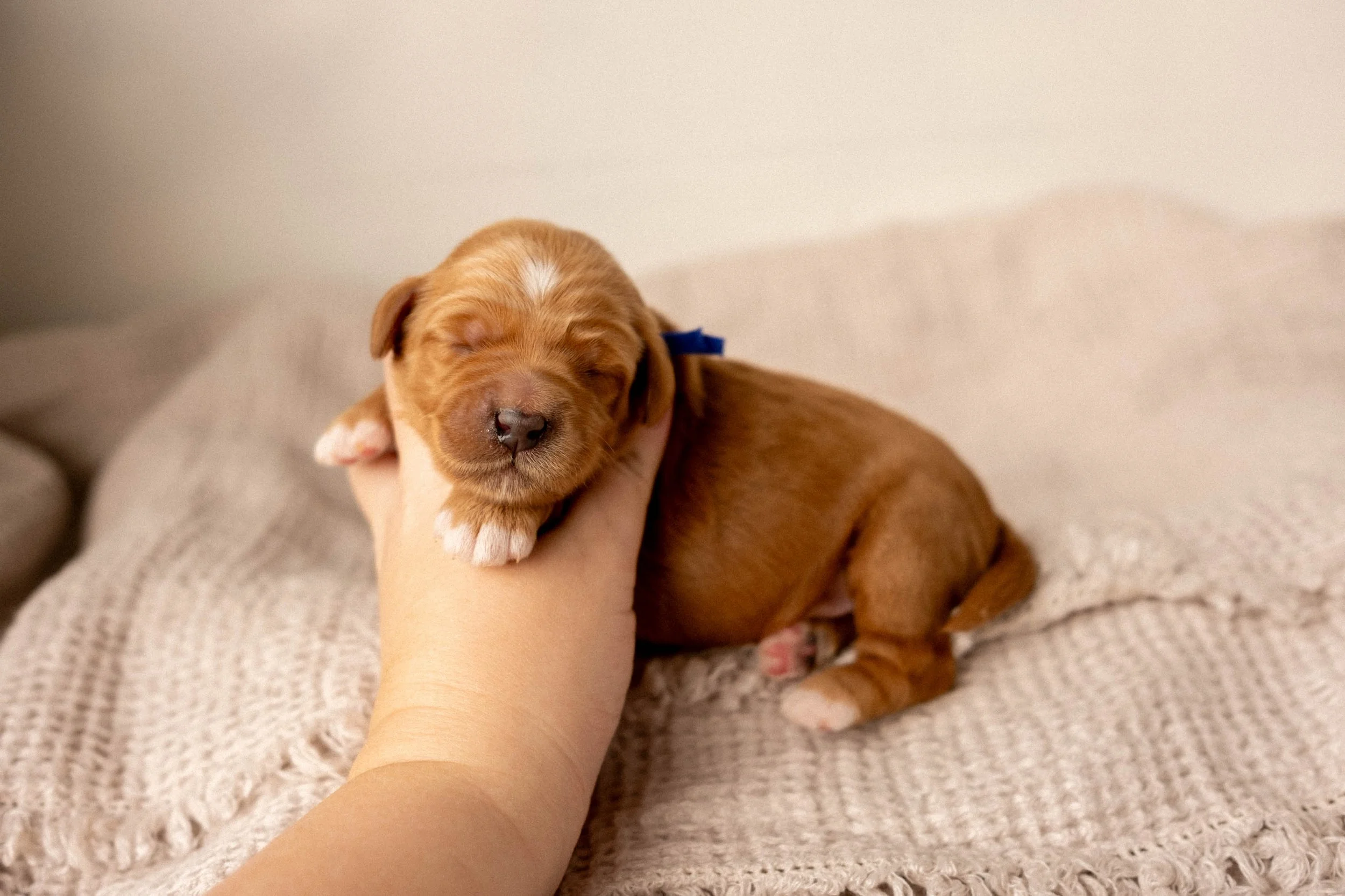 Daisy Mountain Doodles mini goldendoodle puppies phoenix arizona breeder lily-9.jpg