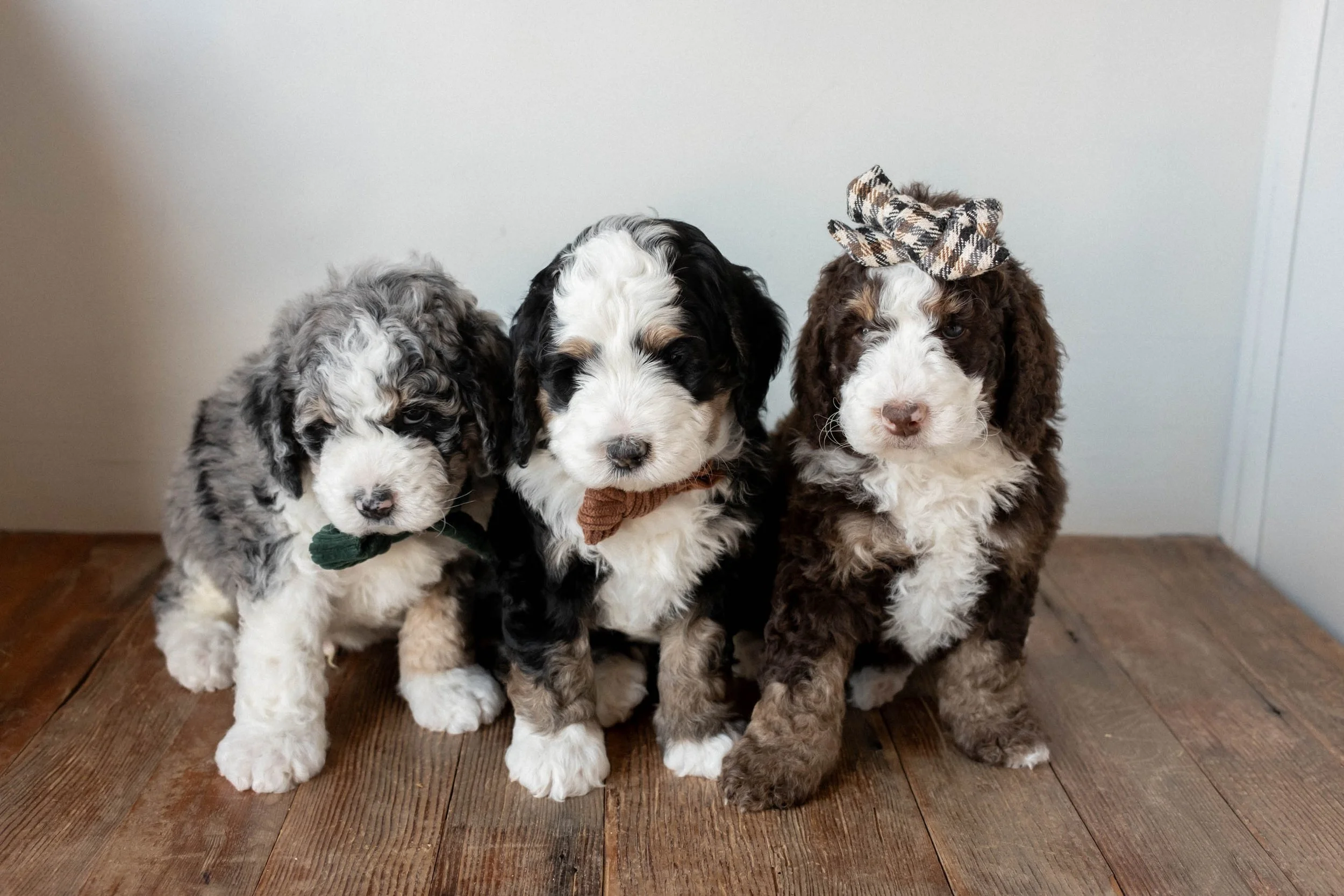 Daisy Mountain Doodles bernedoodle birdie huxley-55.jpg