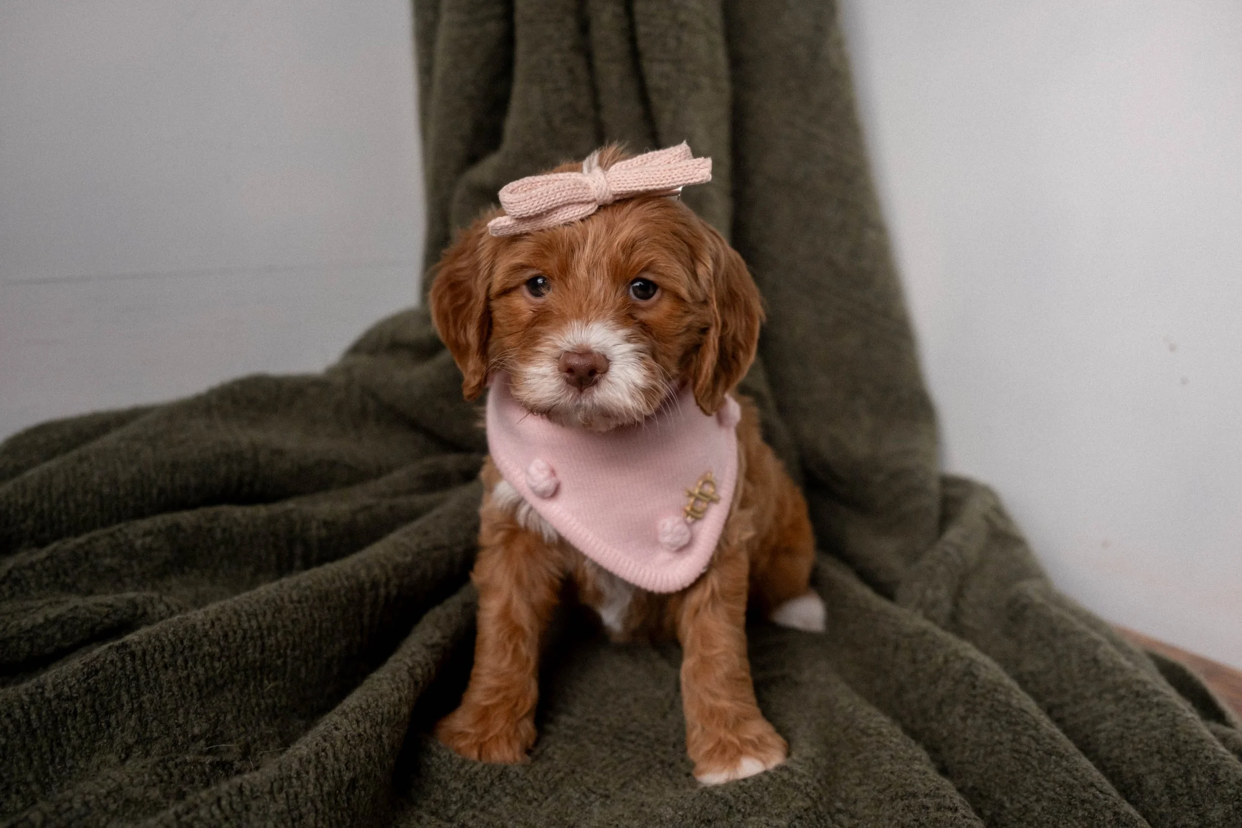 Daisy Mountain Doodles mini goldendoodle puppies phoenix arizona breeder Grace-100.jpg