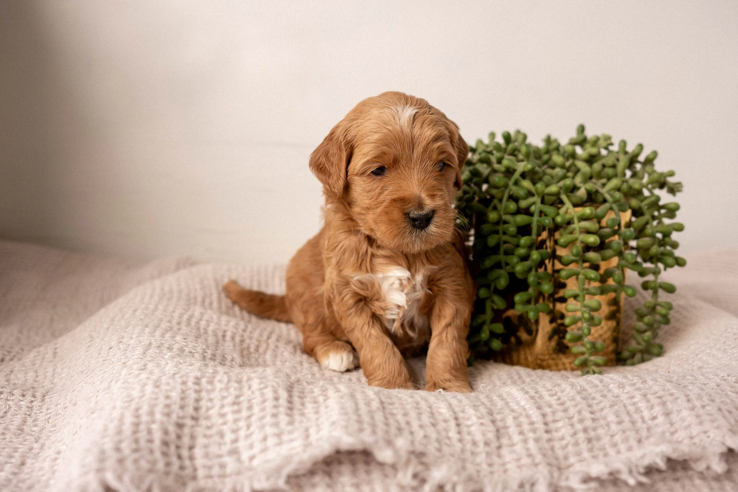 Daisy Mountain Doodles mini goldendoodle puppies phoenix arizona breeder lily-34.jpg