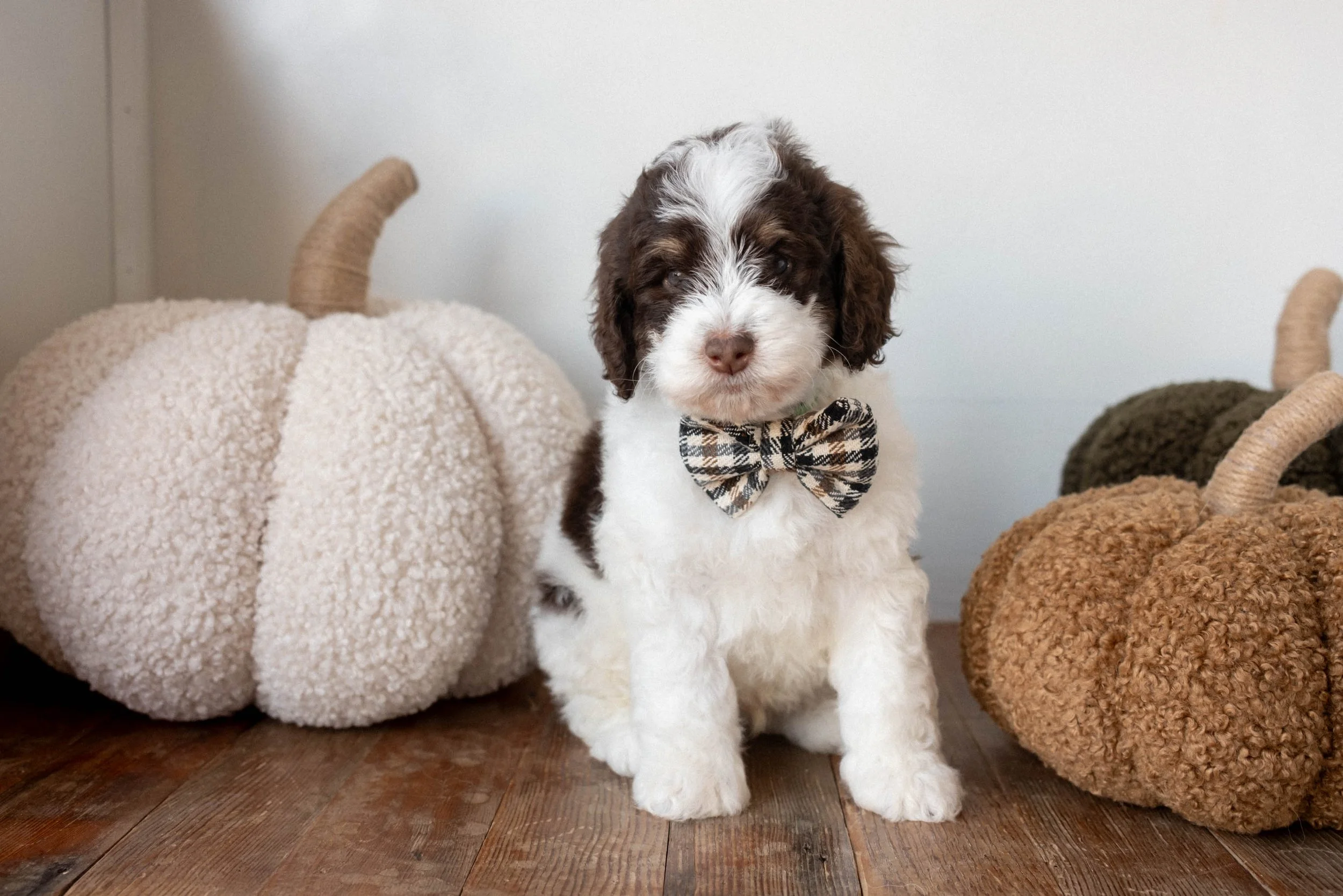 Daisy Mountain Doodles bernedoodle puppy arizona breeder birdie huxley-68.jpg