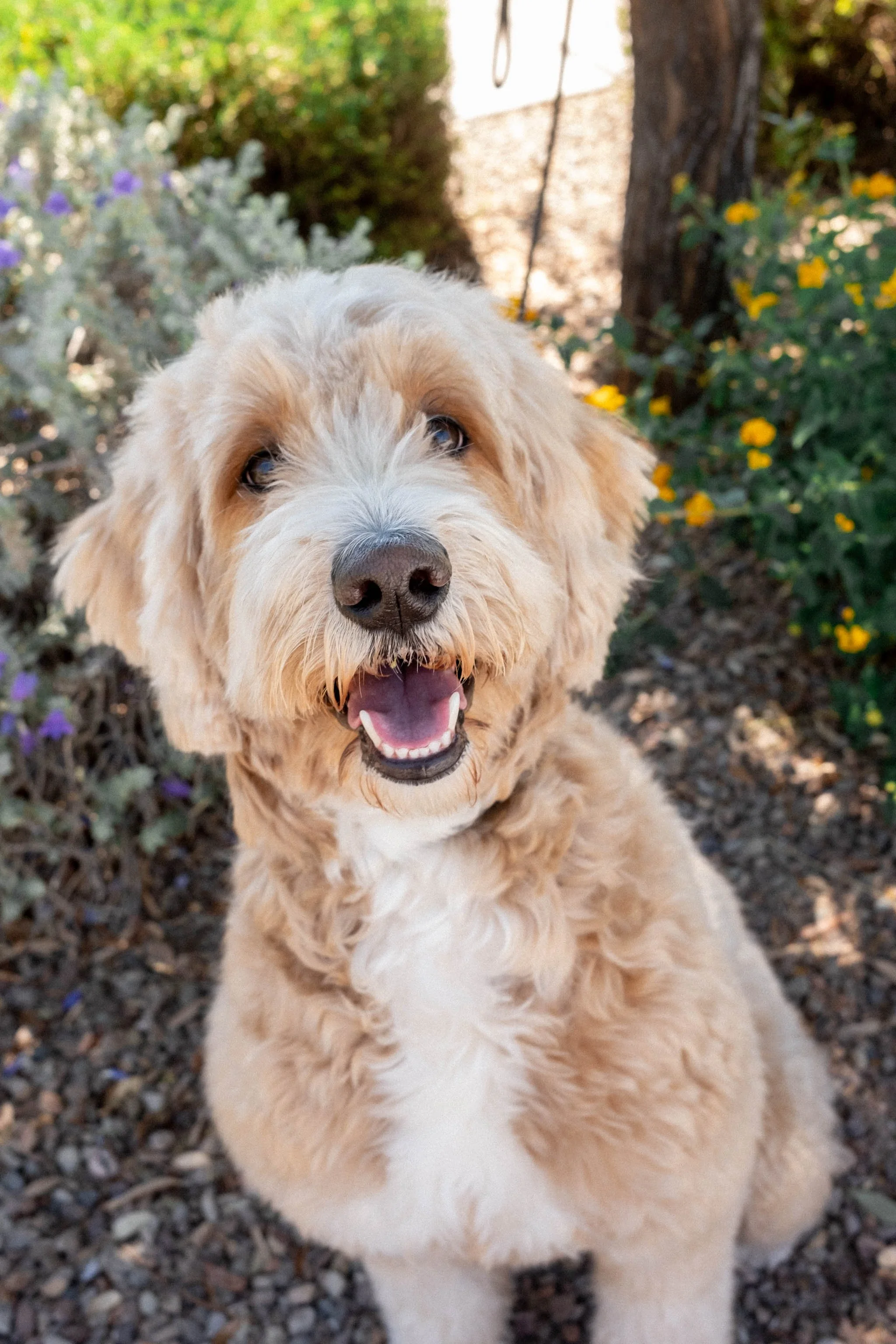Daisy Mountain Doodles mini goldendoodle puppies phoenix arizona breeder Macy-18.jpg