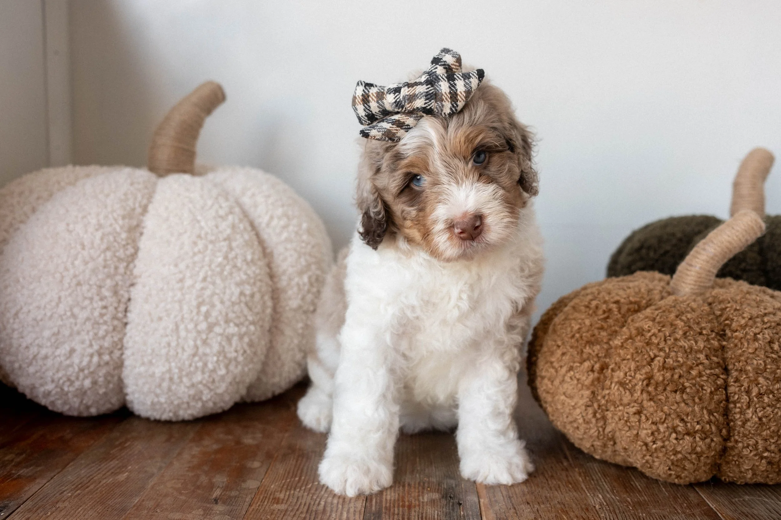 Daisy Mountain Doodles bernedoodle puppy arizona breeder birdie huxley-63.jpg