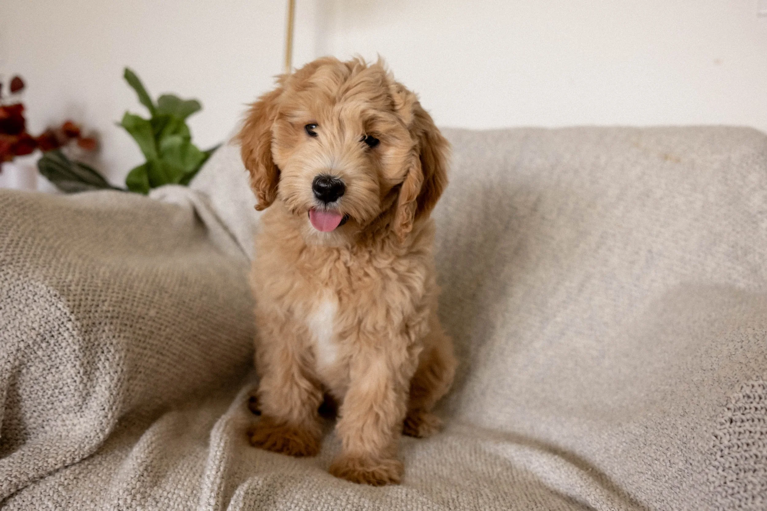 Daisy Mountain Doodles medium goldendoodle puppies phoenix arizona breeder millie-164.jpg