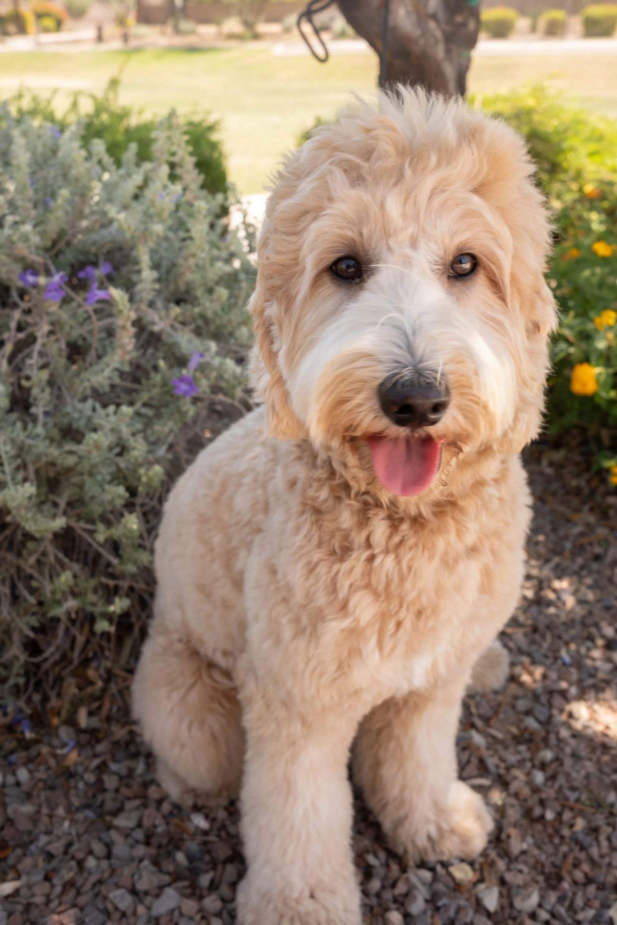 Daisy Mountain Doodles mini Goldendoodle Goldie-22.jpg