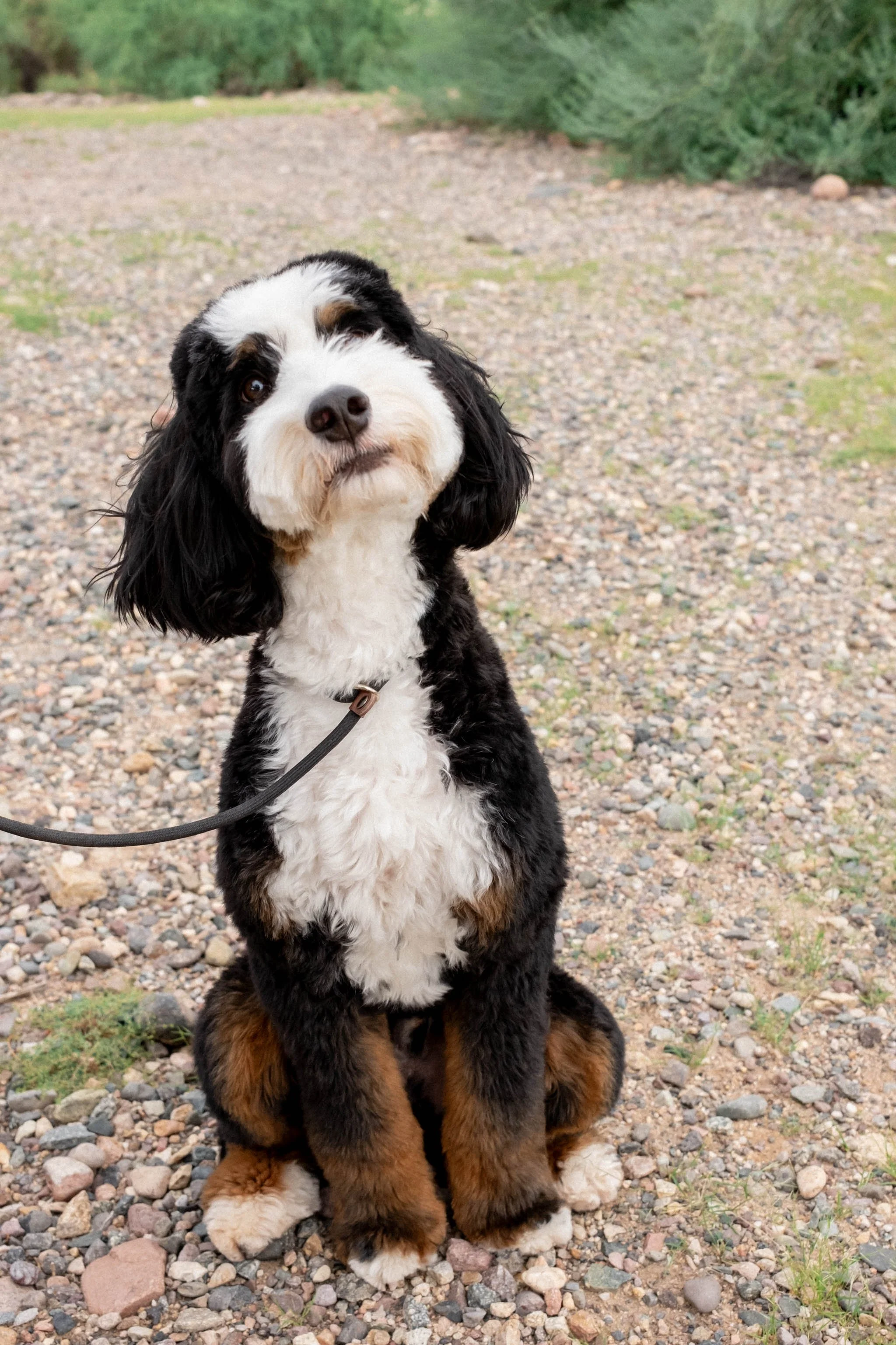 Daisy Mountain Sonoran Standard Bernedoodle Stud Rhy-30.jpg