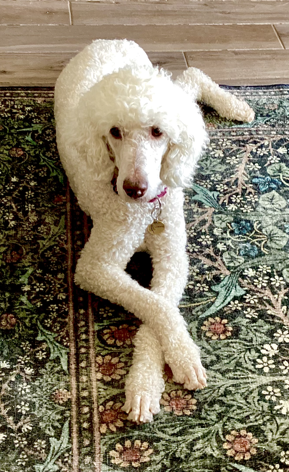 Screenshot 2026-02-20 at 3.35.02 PM.png