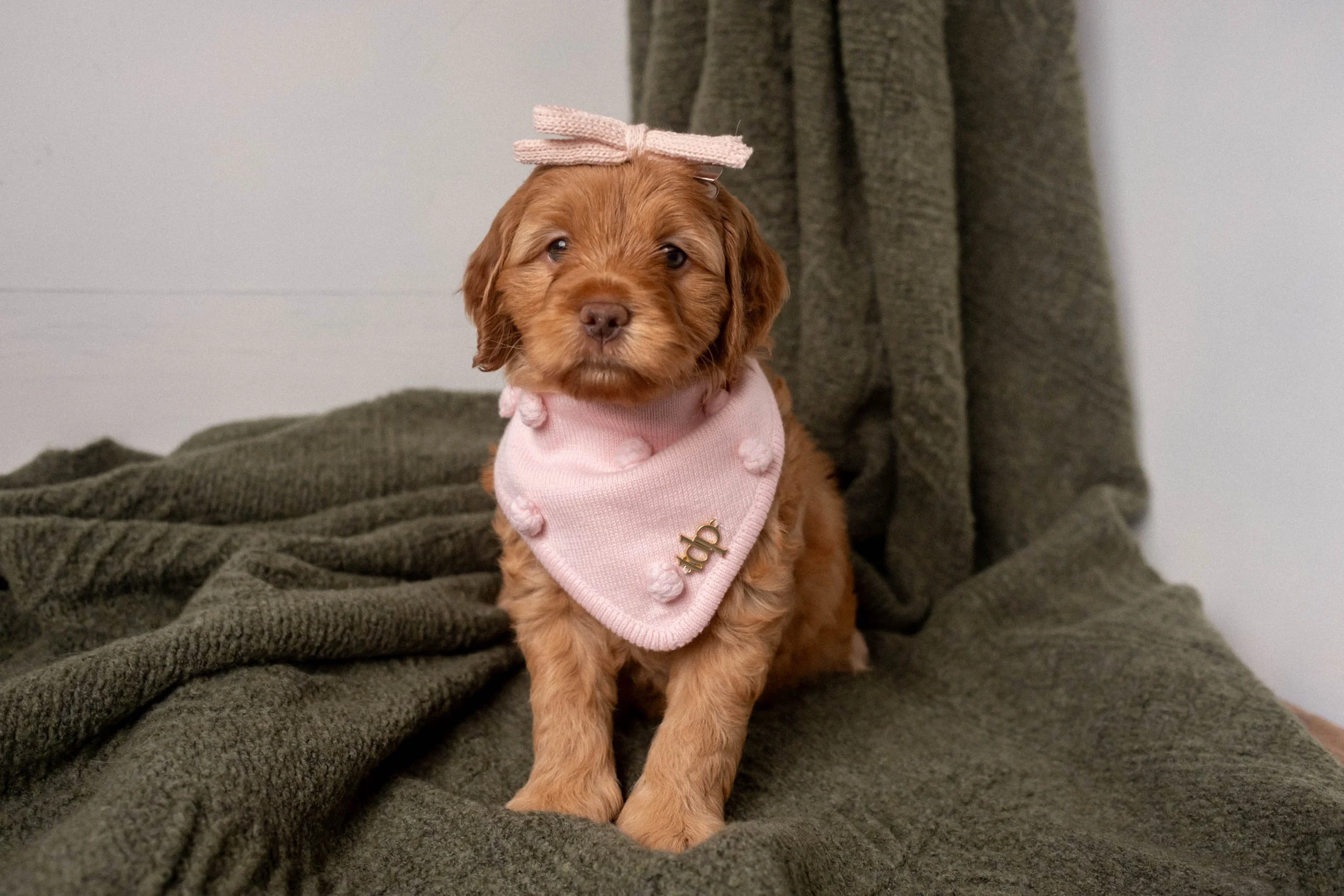 Daisy Mountain Doodles mini goldendoodle puppies phoenix arizona breeder Grace-94.jpg