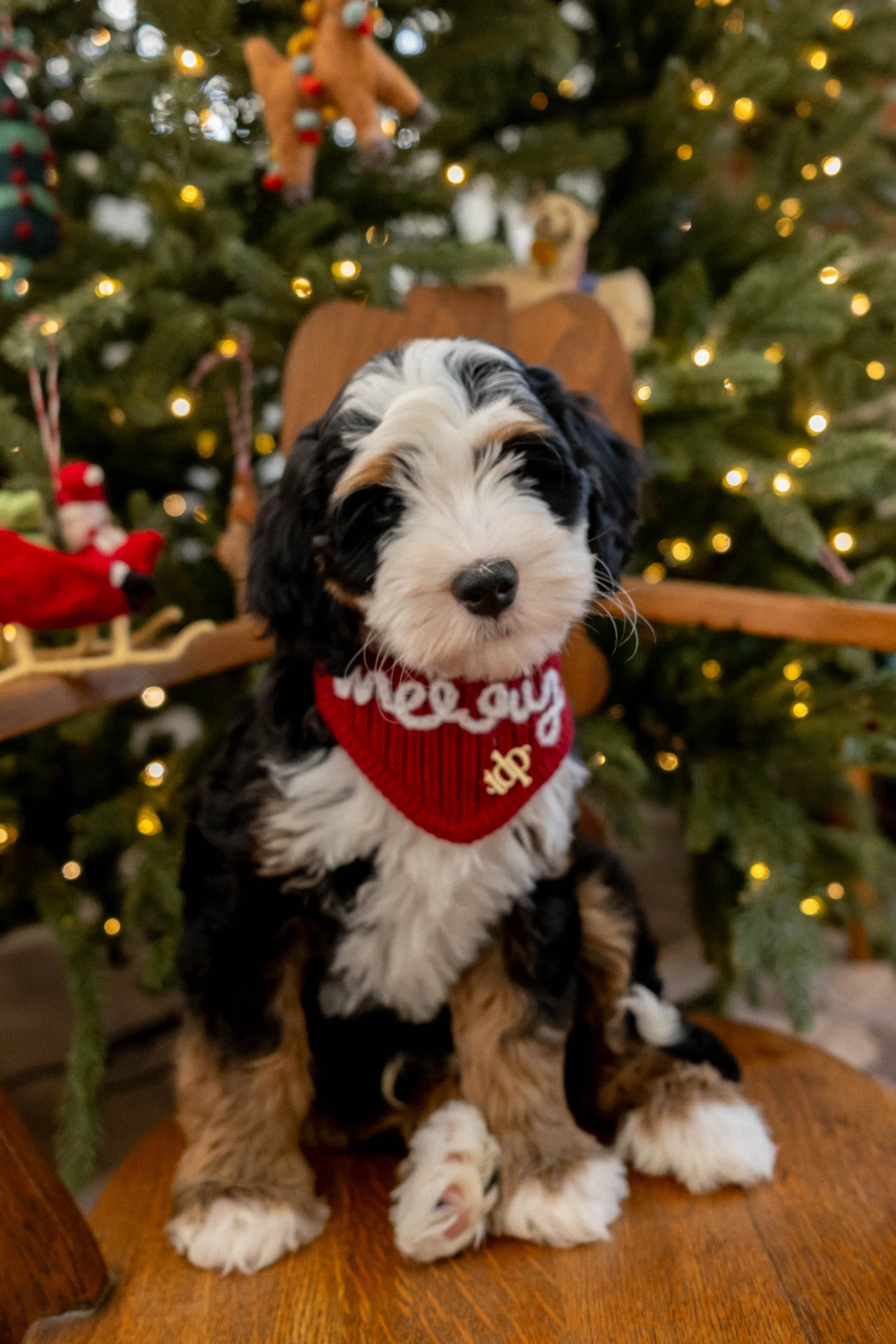Daisy Mountain Sonoran Standard Bernedoodle Stud Rhy-21.jpg