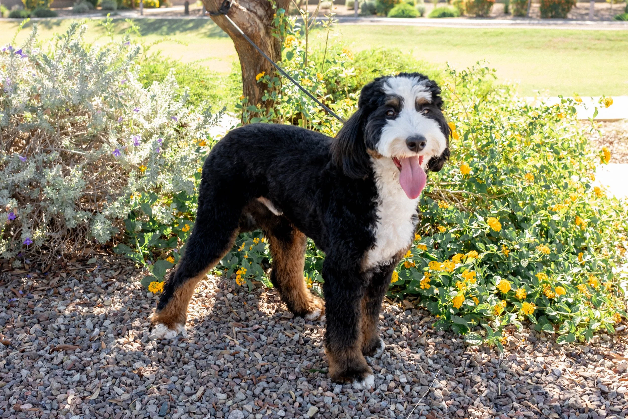 Daisy Mountain Sonoran Standard Bernedoodle Stud Rhy-110.jpg