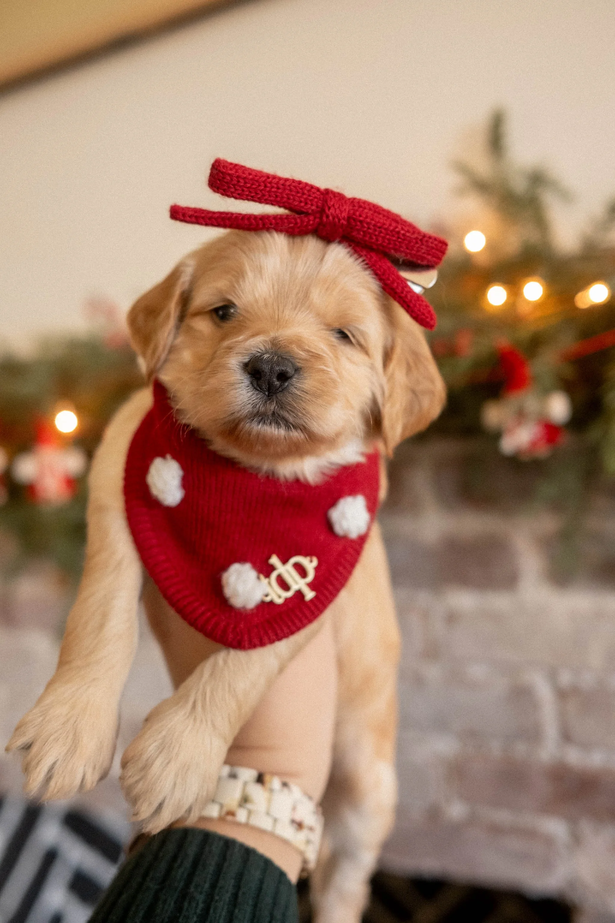Daisy Mountain Doodles mini goldendoodle puppies phoenix arizona breeder Grace-62.jpg
