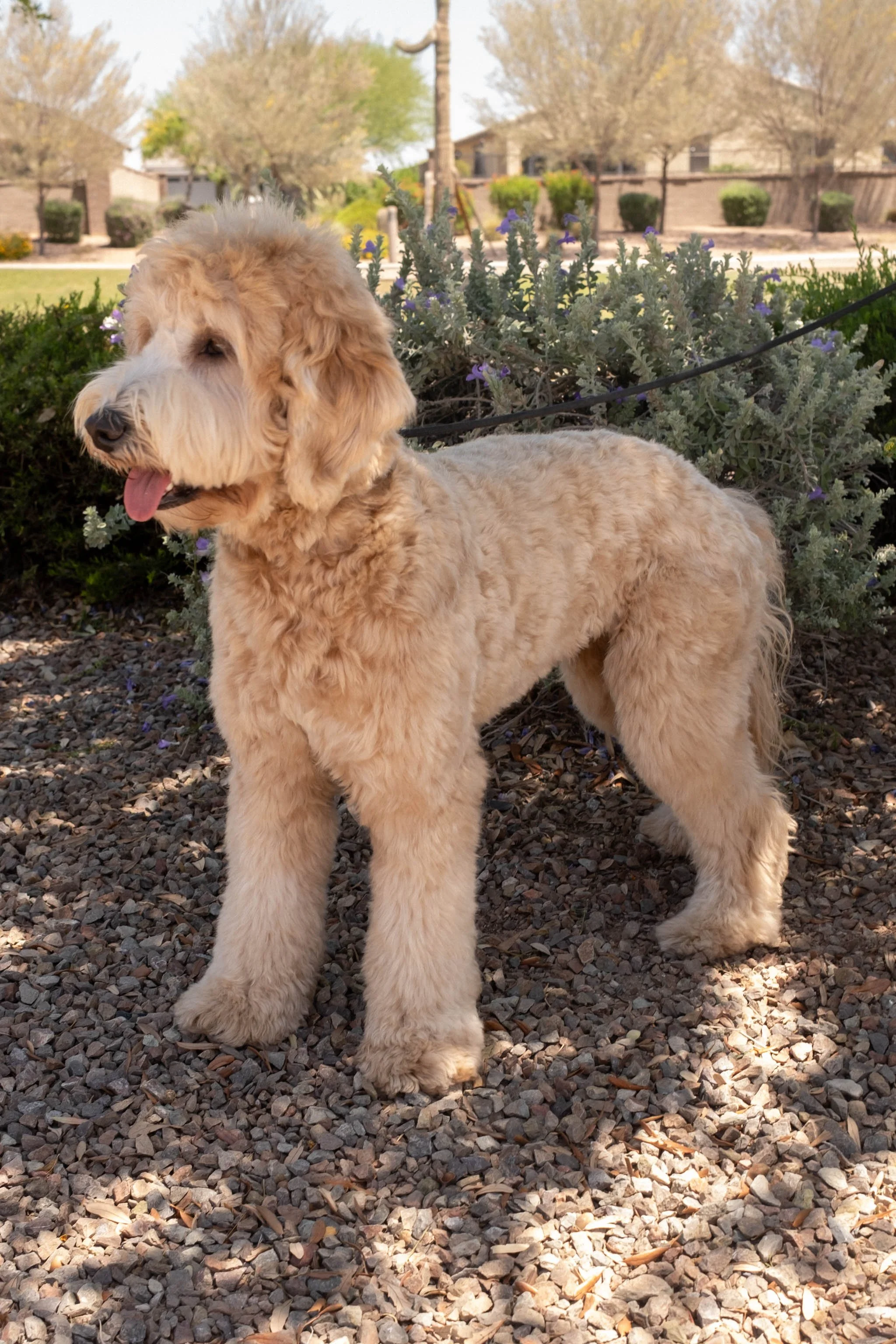 Daisy Mountain Doodles mini Goldendoodle Goldie-8.jpg