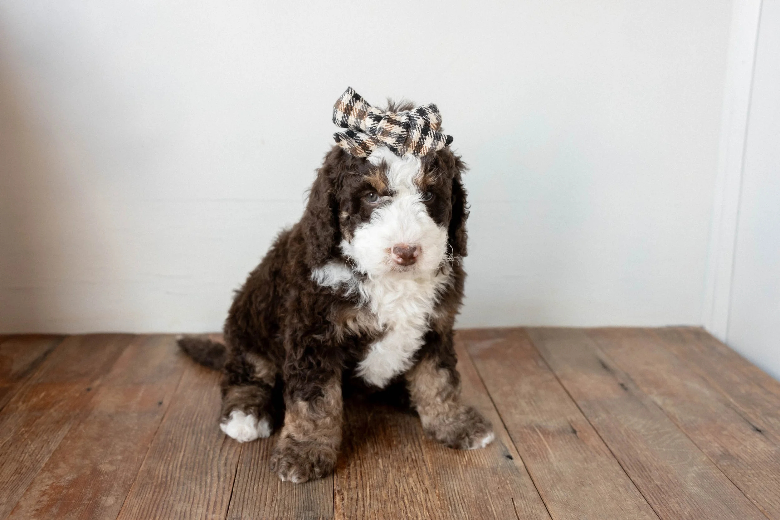 Daisy Mountain Doodles bernedoodle birdie huxley-39.jpg