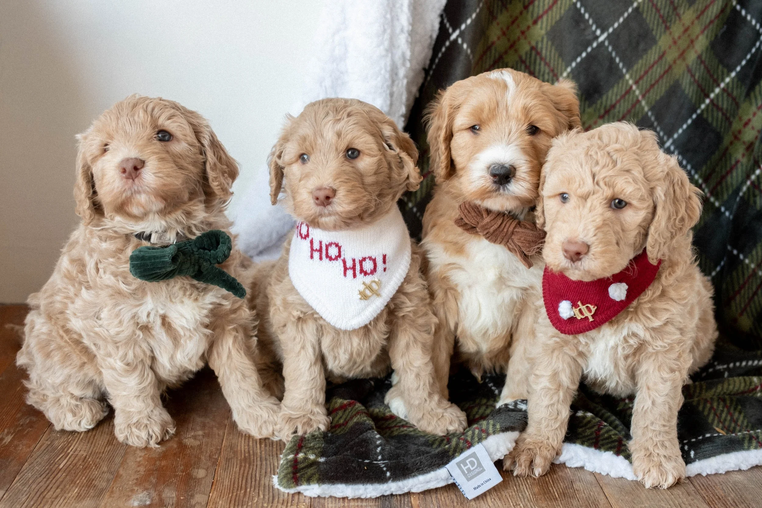 daisy mountain doodles goldendoodles ahsoka brody-58.jpg