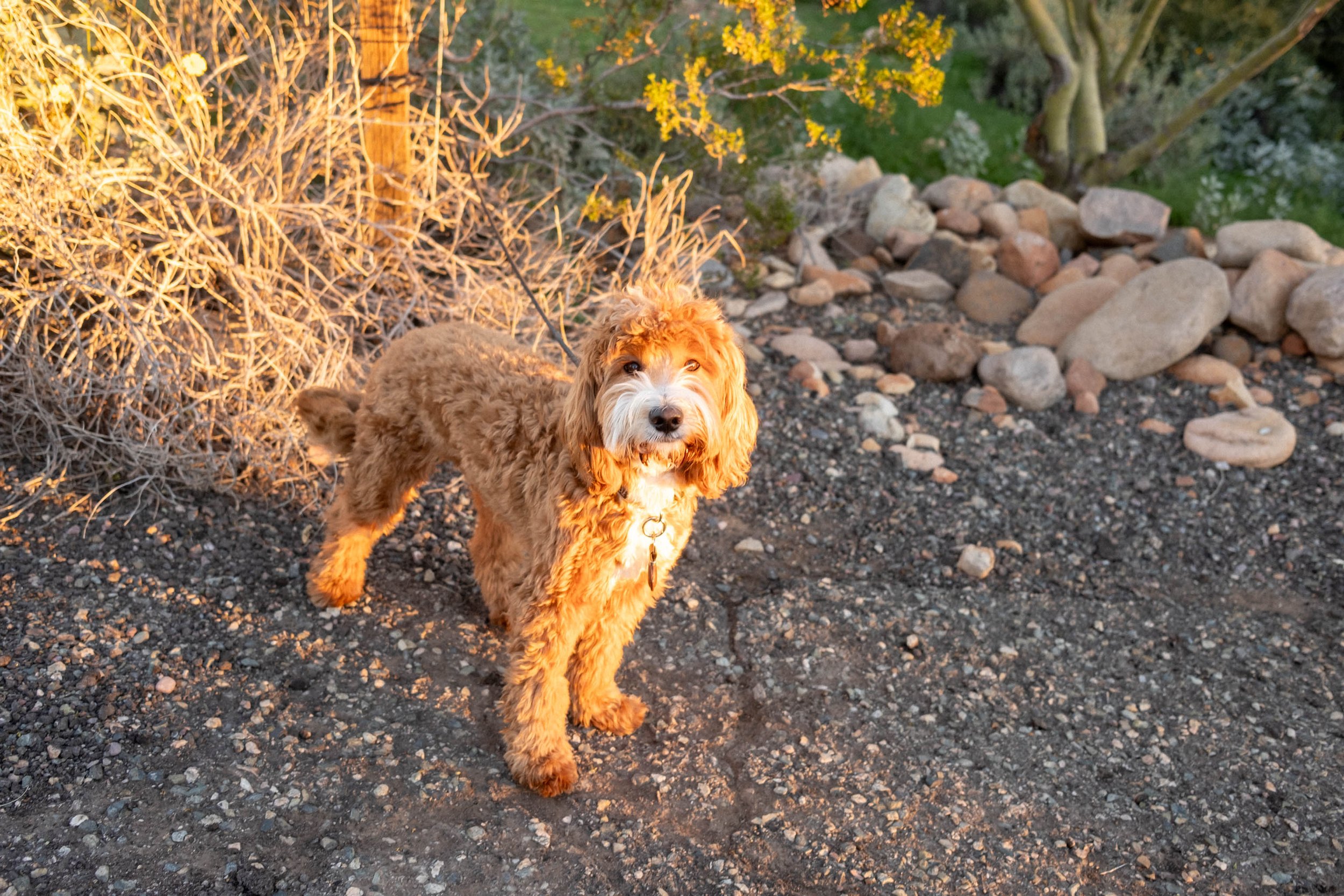 Daisy Mountain Doodles Red goldendoodle ridoc-1.jpg