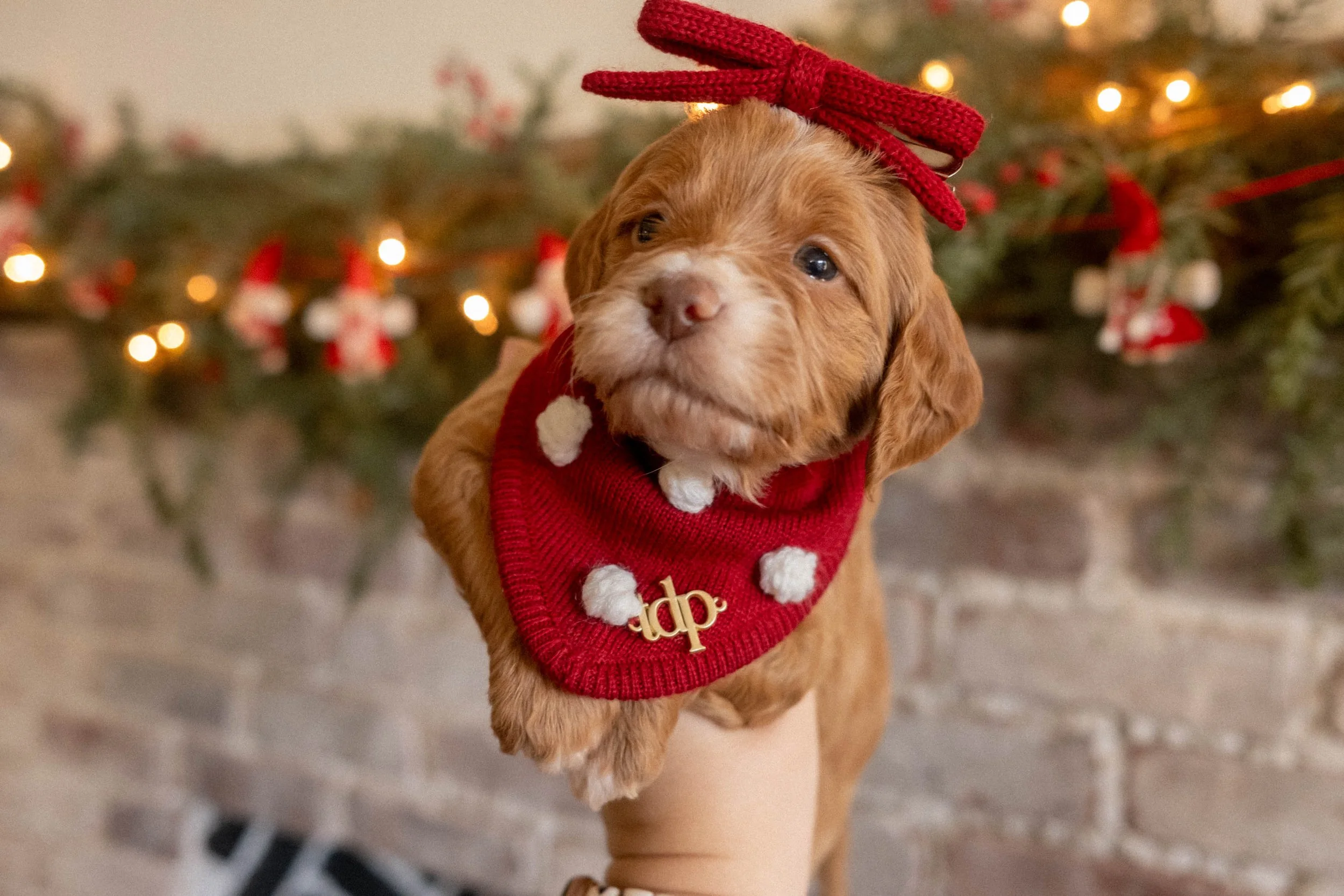 Daisy Mountain Doodles mini goldendoodle puppies phoenix arizona breeder Grace-63.jpg