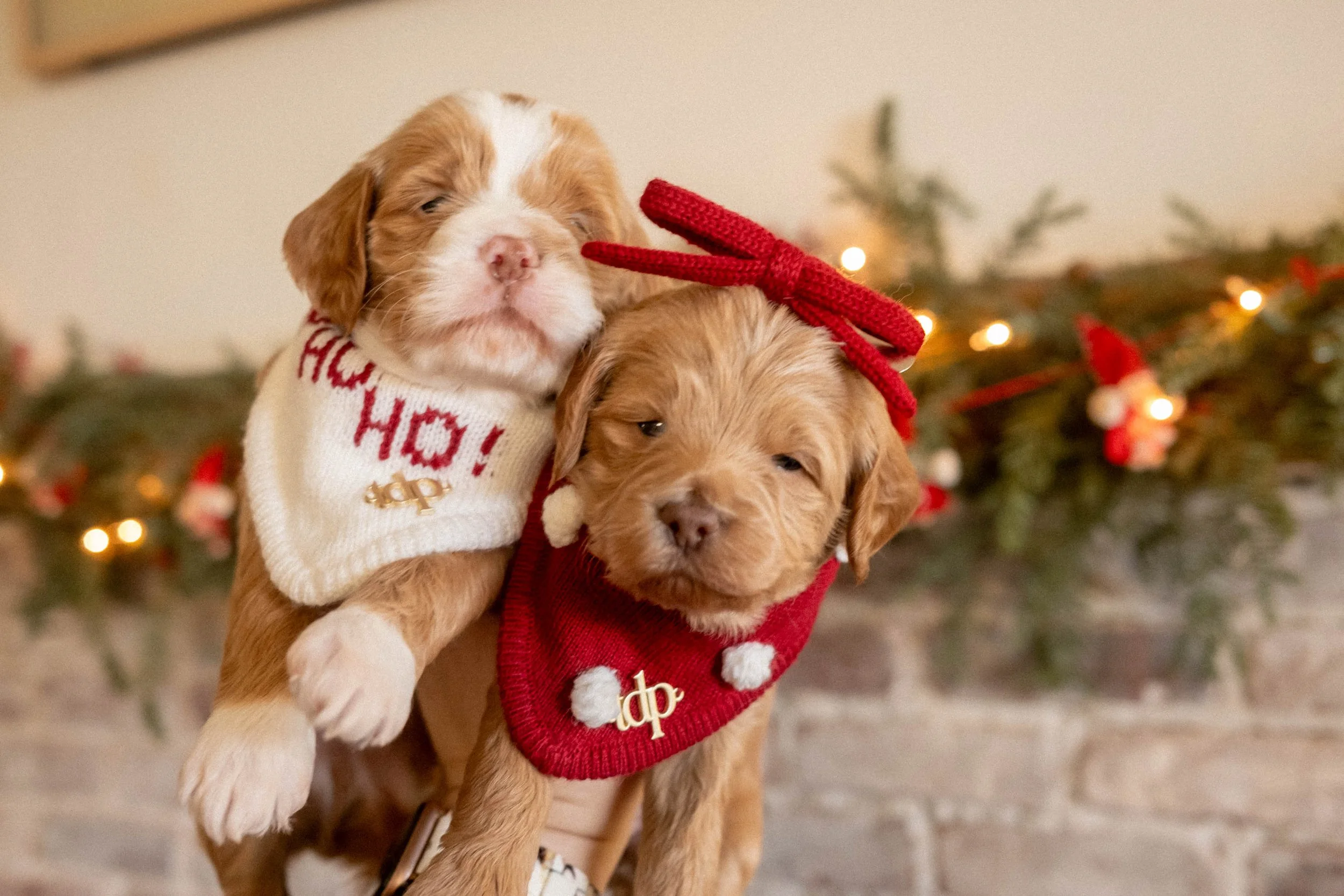 Daisy Mountain Doodles mini goldendoodle puppies phoenix arizona breeder Grace-79.jpg