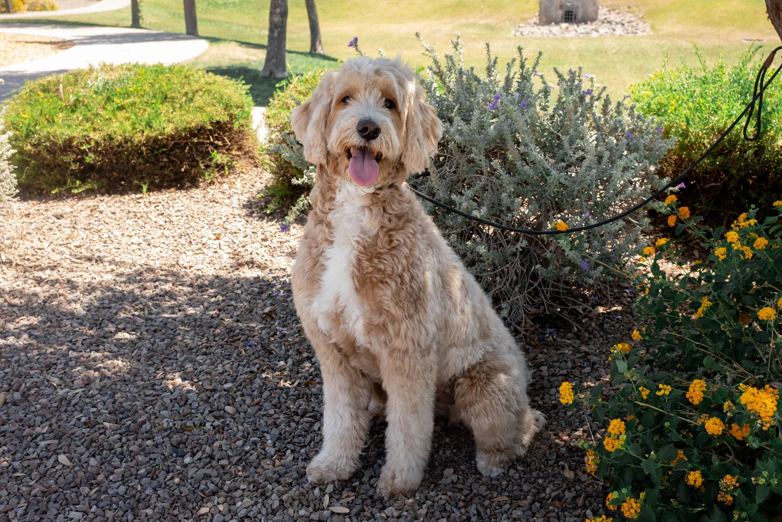 Daisy Mountain Doodles mini goldendoodle puppies phoenix arizona breeder Macy-36.jpg