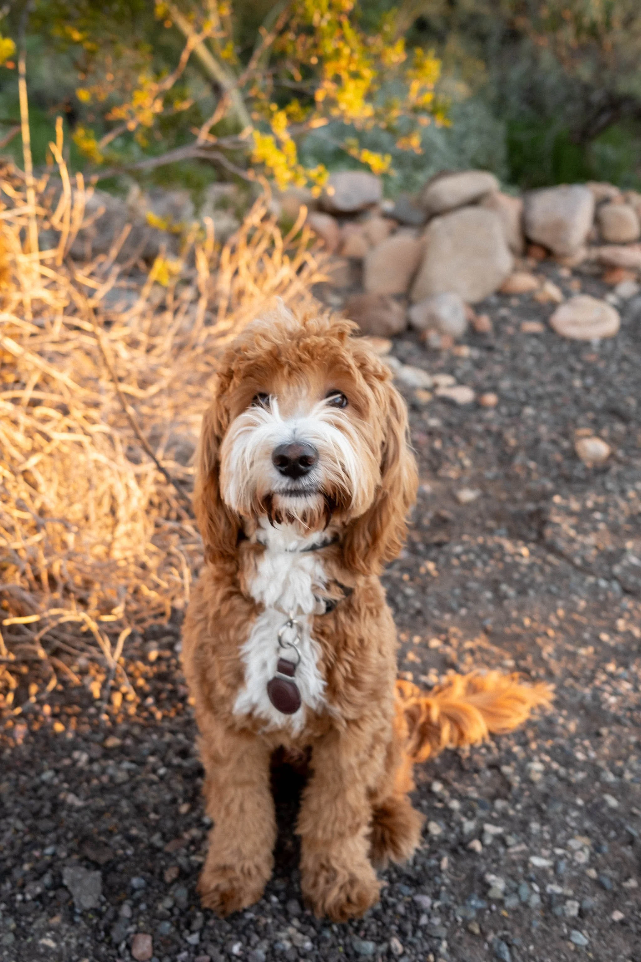 Daisy Mountain Doodles Red goldendoodle ridoc-8.jpg