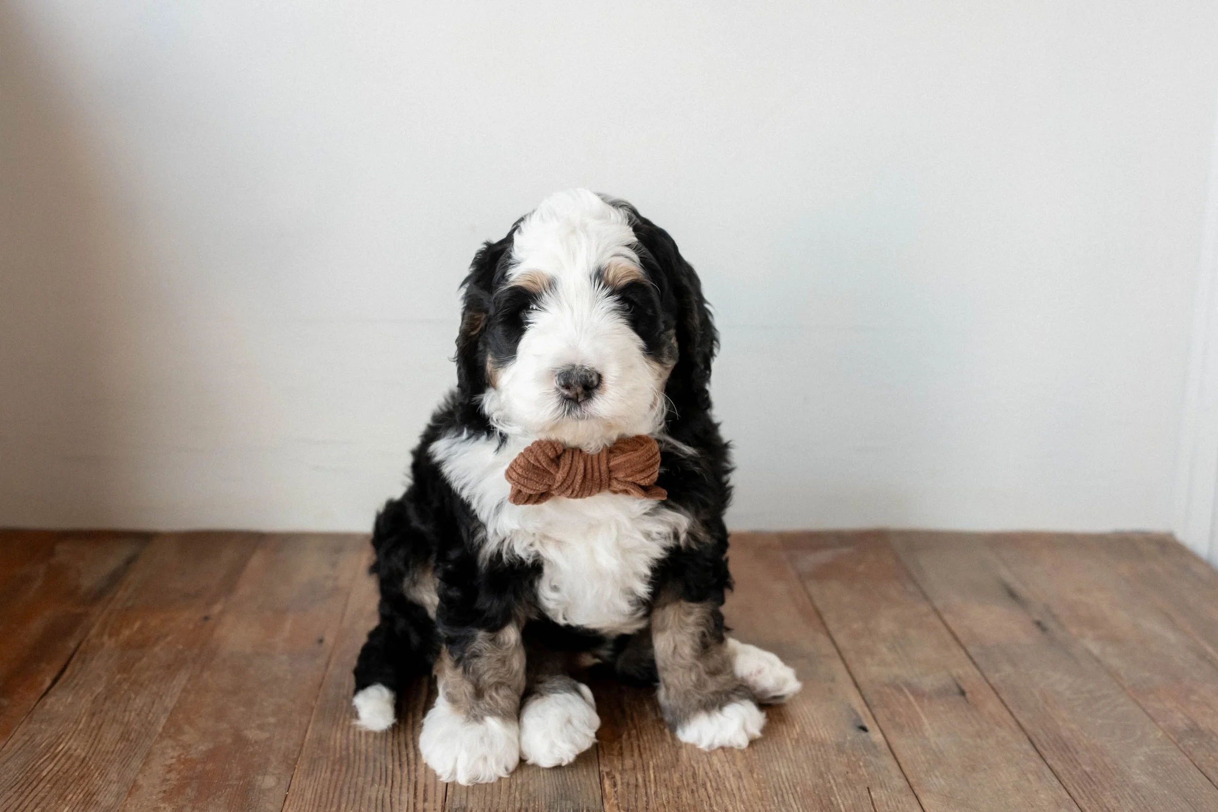 Daisy Mountain Doodles bernedoodle birdie huxley-47.jpg