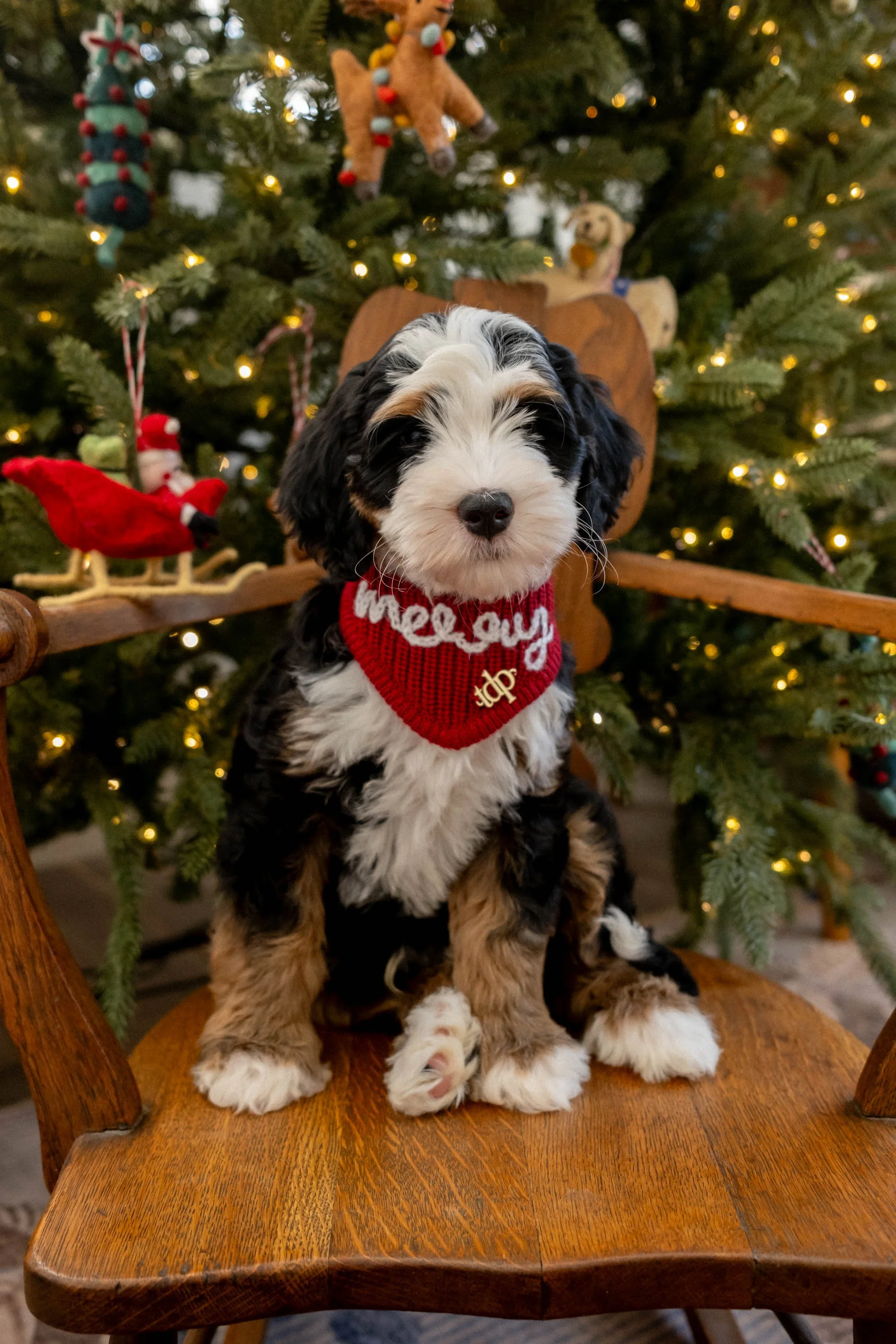 Daisy Mountain Sonoran Standard Bernedoodle Stud Rhy-22.jpg
