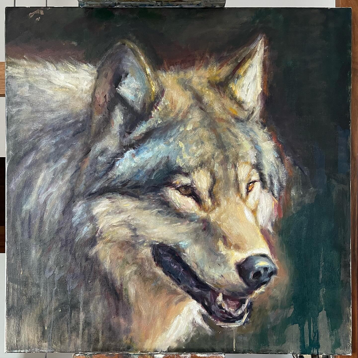 Honoring wolves with my paint, what better way to use my skill. I think this beautiful creature portrait is ready. 24x24 - oil on linen - available 
Have you noticed, you can&rsquo;t spell WOLVES without LOVE ❤️ ..
#wolfpainting #wolf #wolves #oilpai