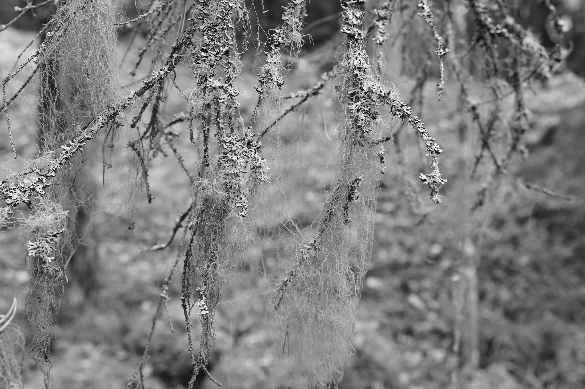 Trolls' forest