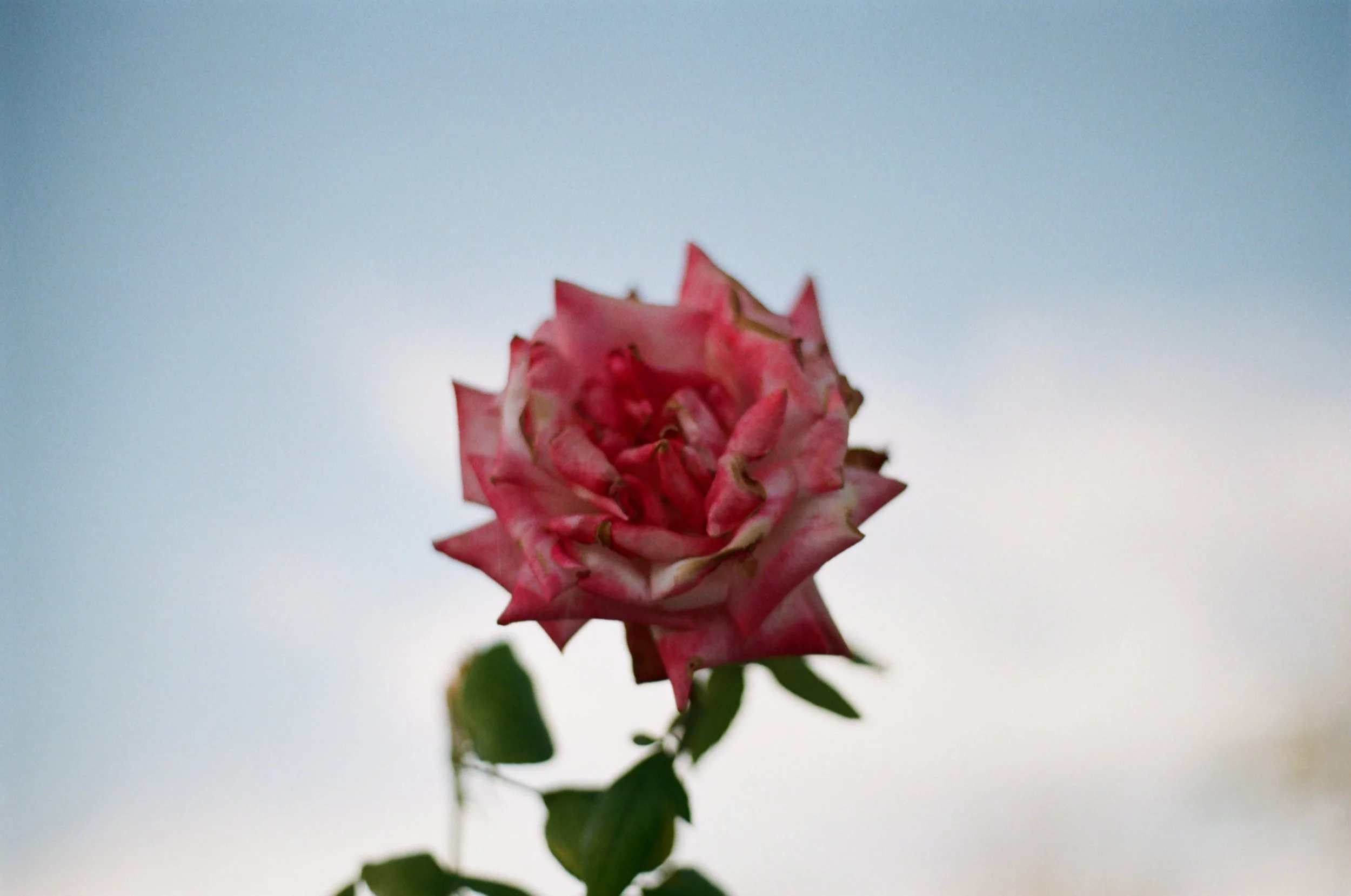 Shot with Olympus, Kodak Gold 200, 2026