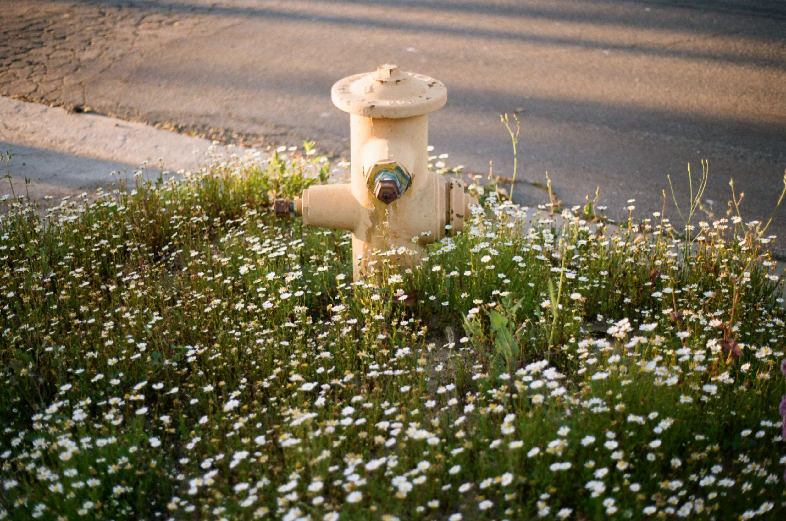 Shot with Olympus, Kodak Gold 200, 2026 