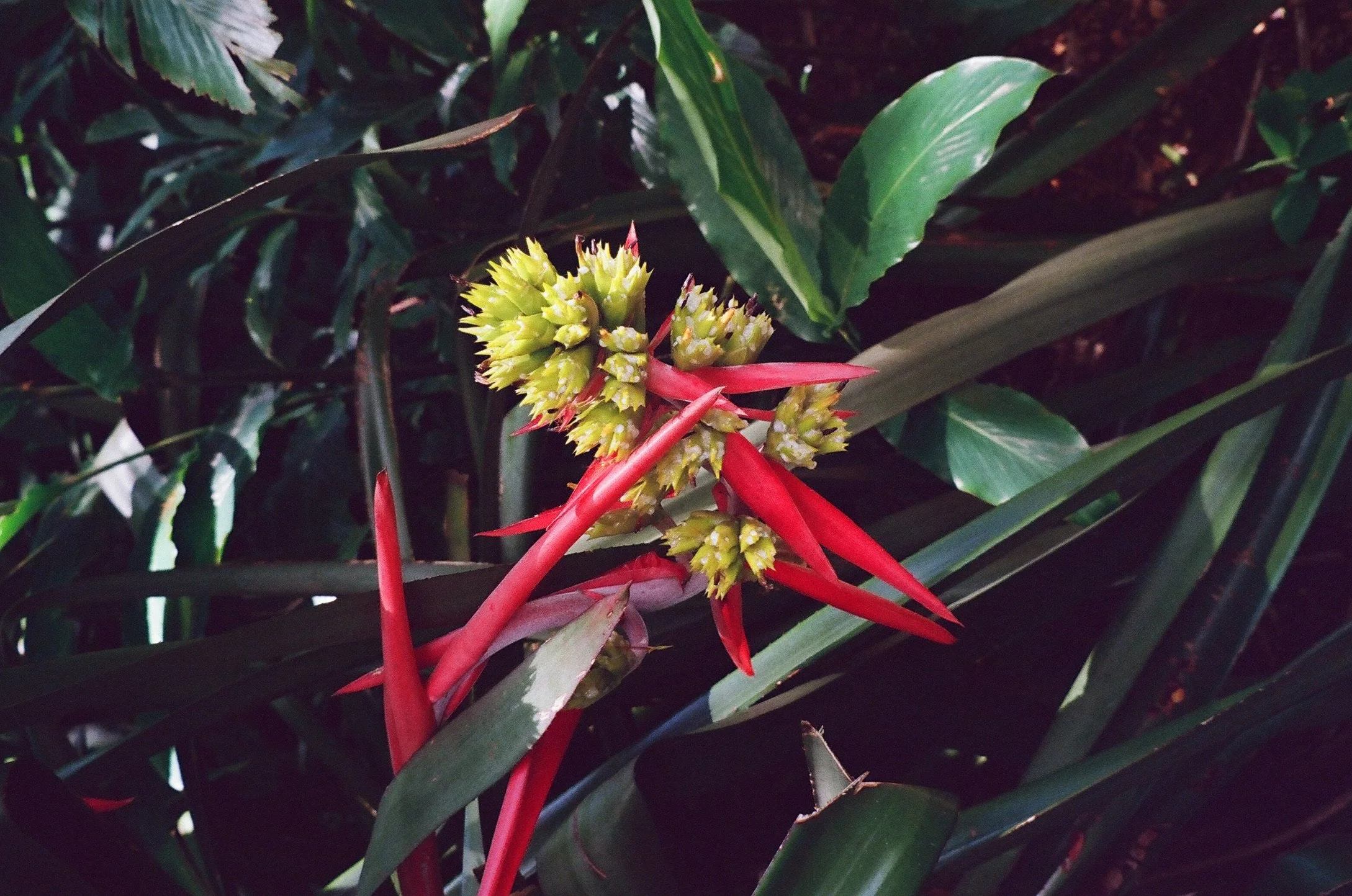 "Kaua'i Flowers" Kaua'i, Hawaii 2024