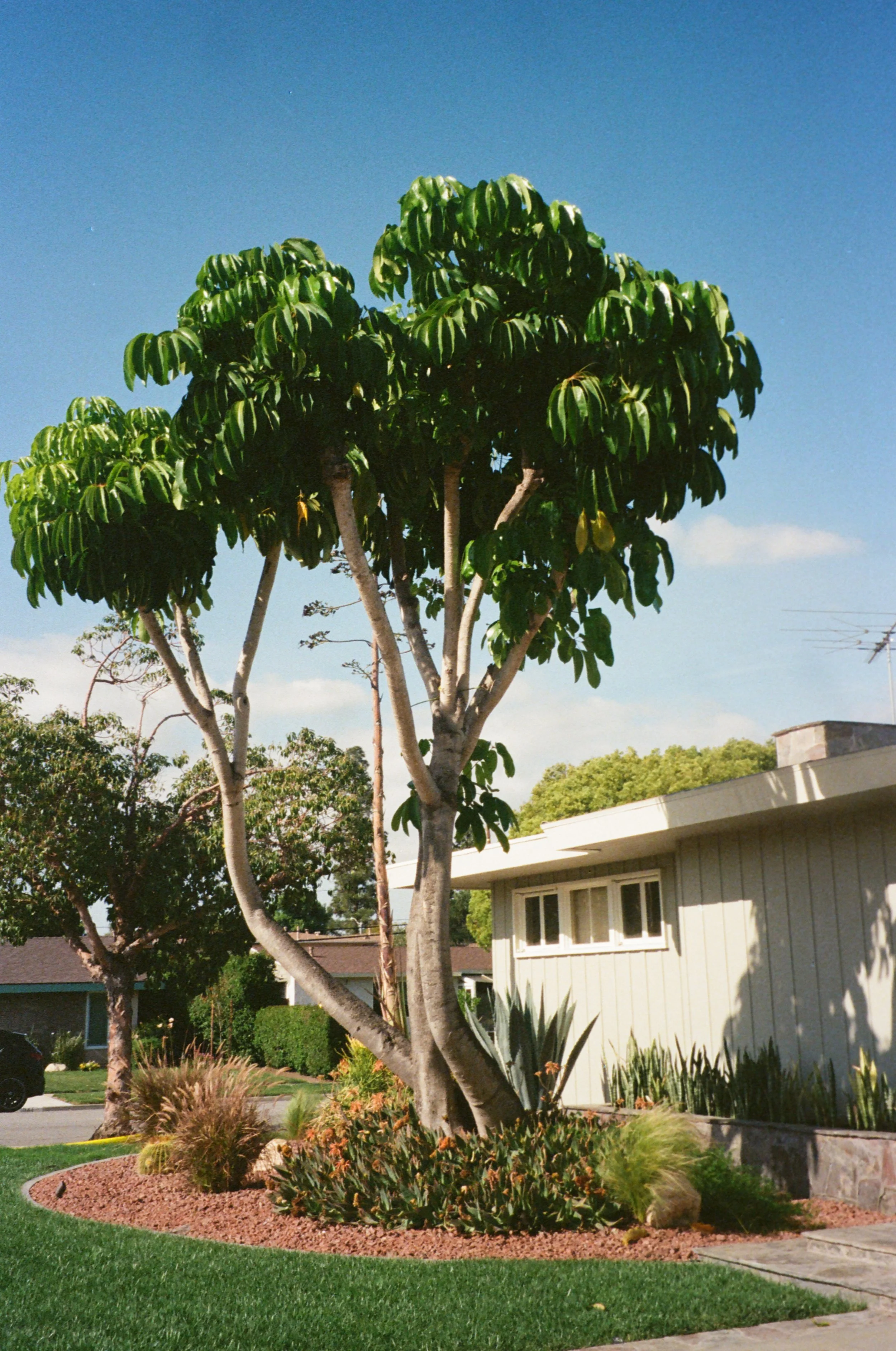 Bixby Knolls, 2026