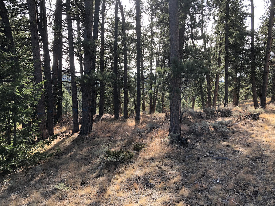 Today is International Day of Forests and the theme this year is &quot;Forests and Health&quot;, which is fitting since LCD's largest program is our Healthy Forest Initiative! This initiative began in 2016 after Larimer County's 2012 High Park Fire t