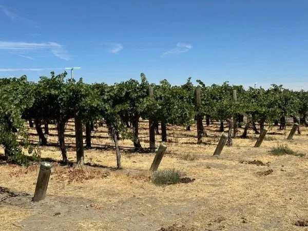 tinte+vine.jpg