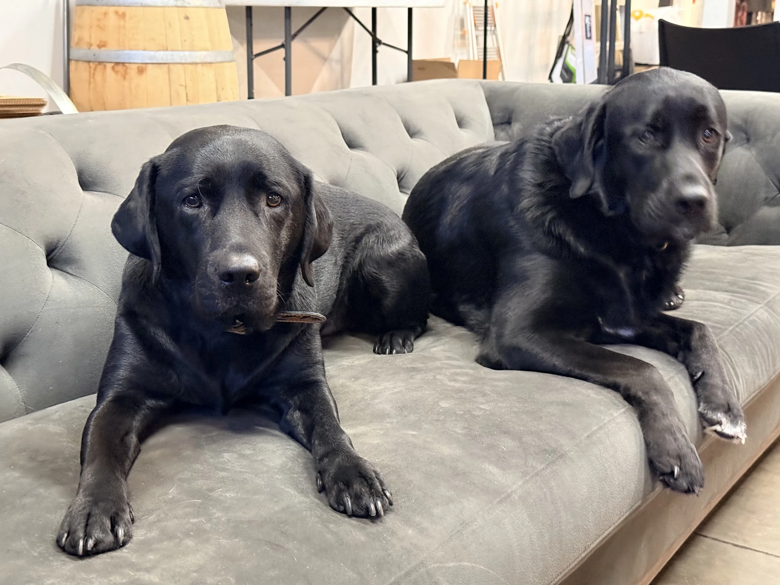 New Year, New Location! Grand Re-Opening, just next door, February 6th