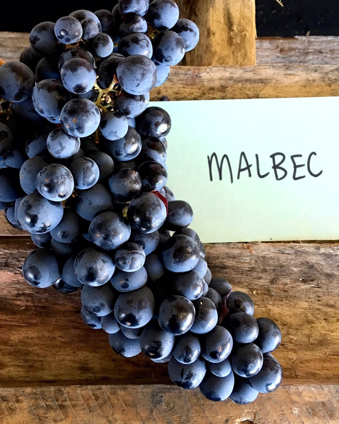 From France to Argentina: The Journey of Malbec