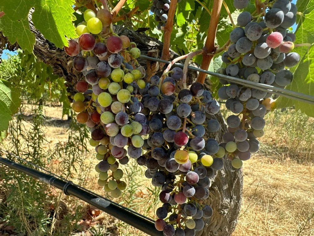 Cabernet Sauvignon Day