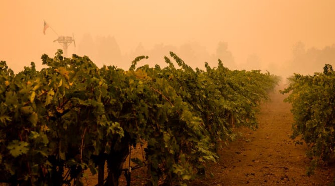 The Smoke Between Vine &amp; Wine