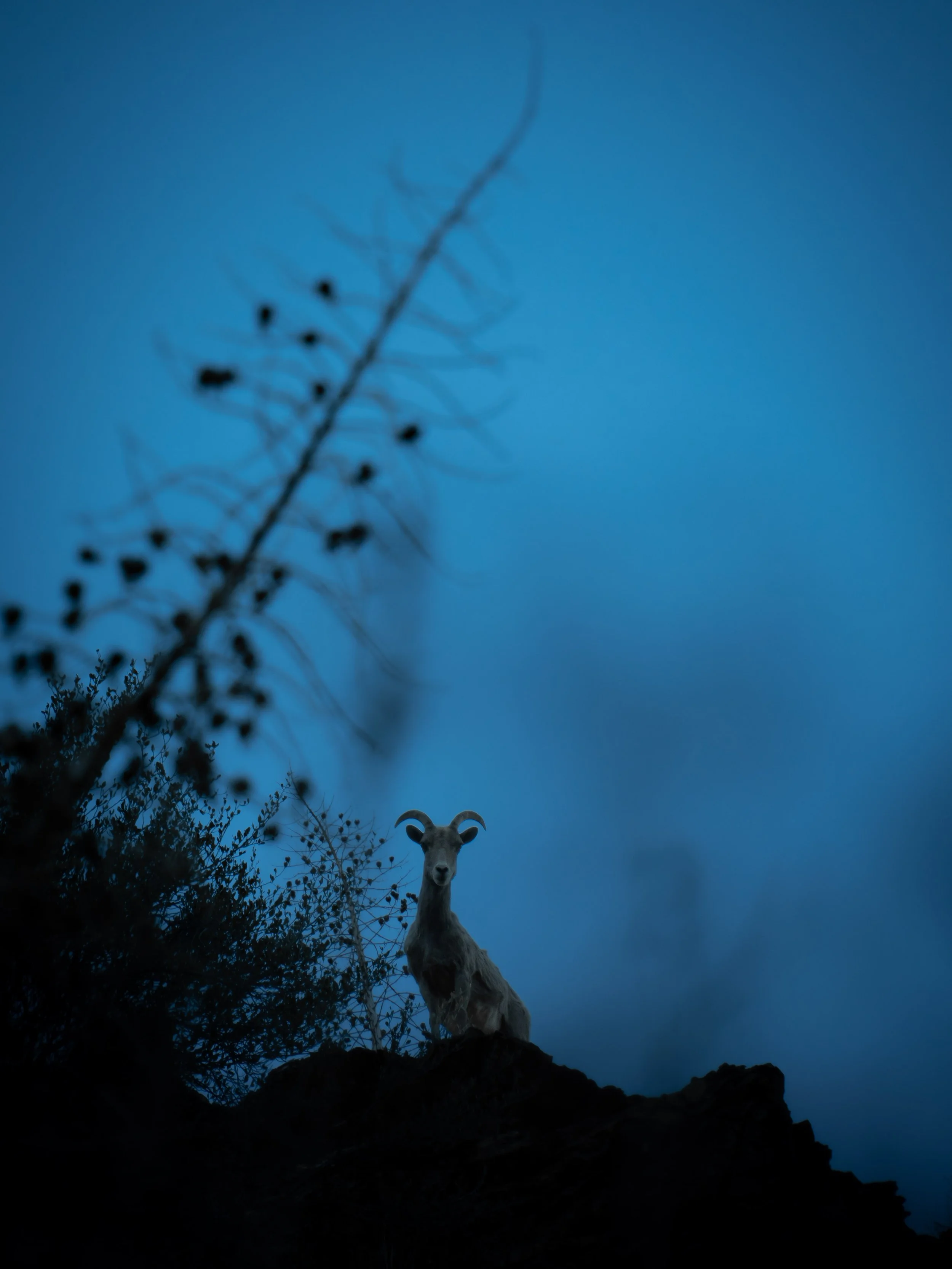 Young female bighorn sheep in San Bernardino National Forest
